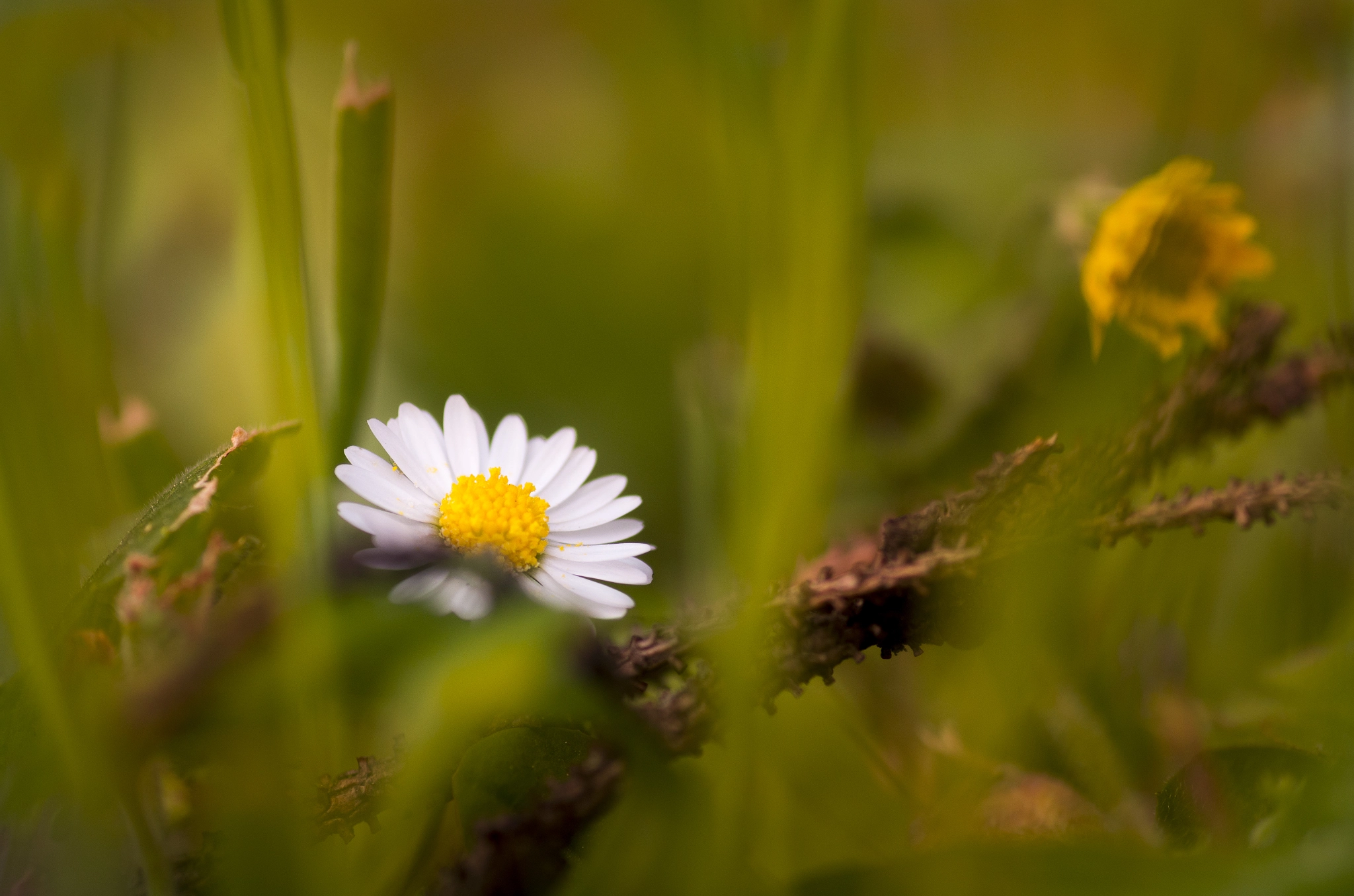 Pentax smc D-FA 100mm F2.8 Macro WR sample photo. Fiorellino photography