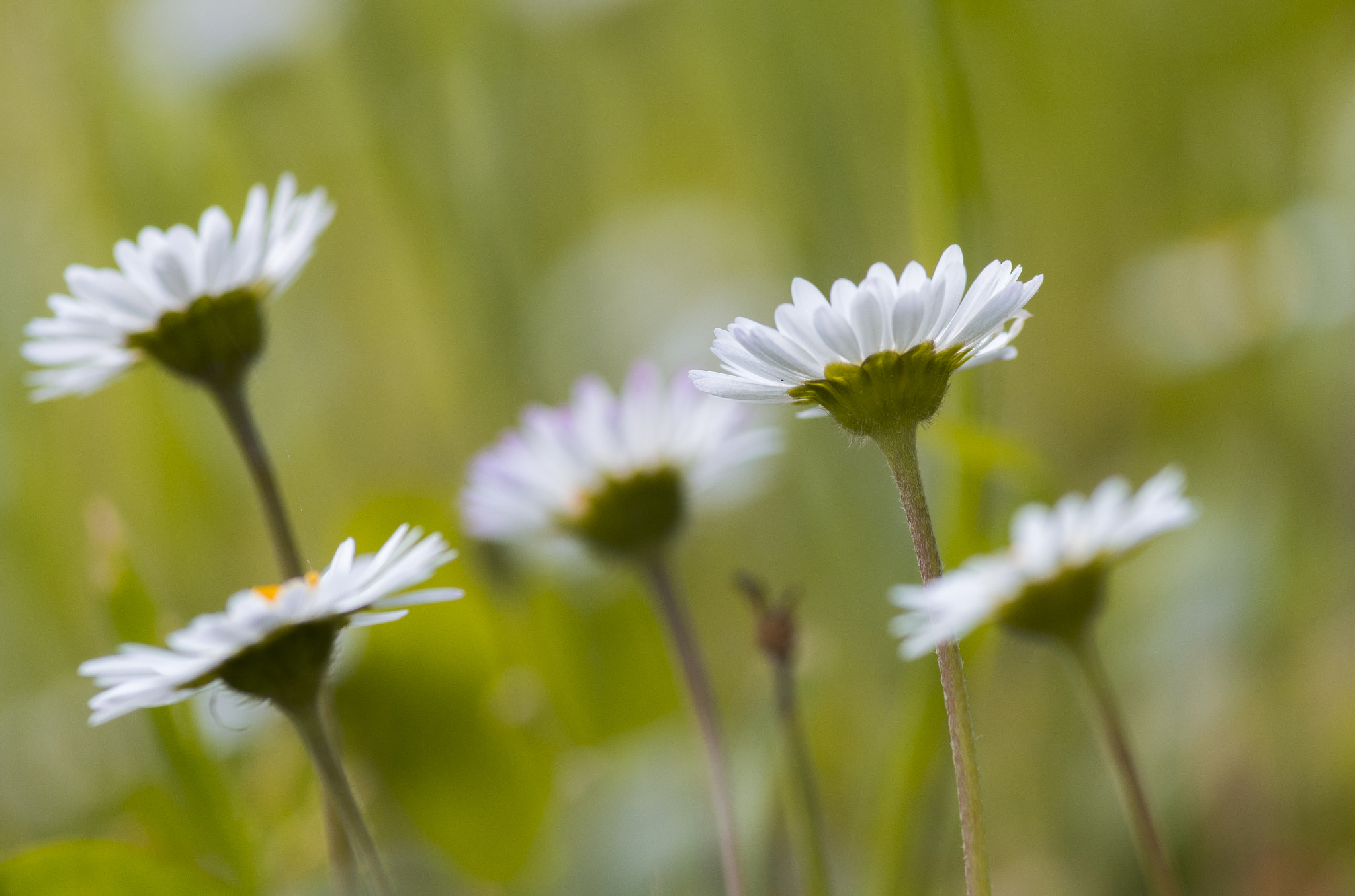 Pentax smc D-FA 100mm F2.8 Macro WR sample photo. Fiori photography