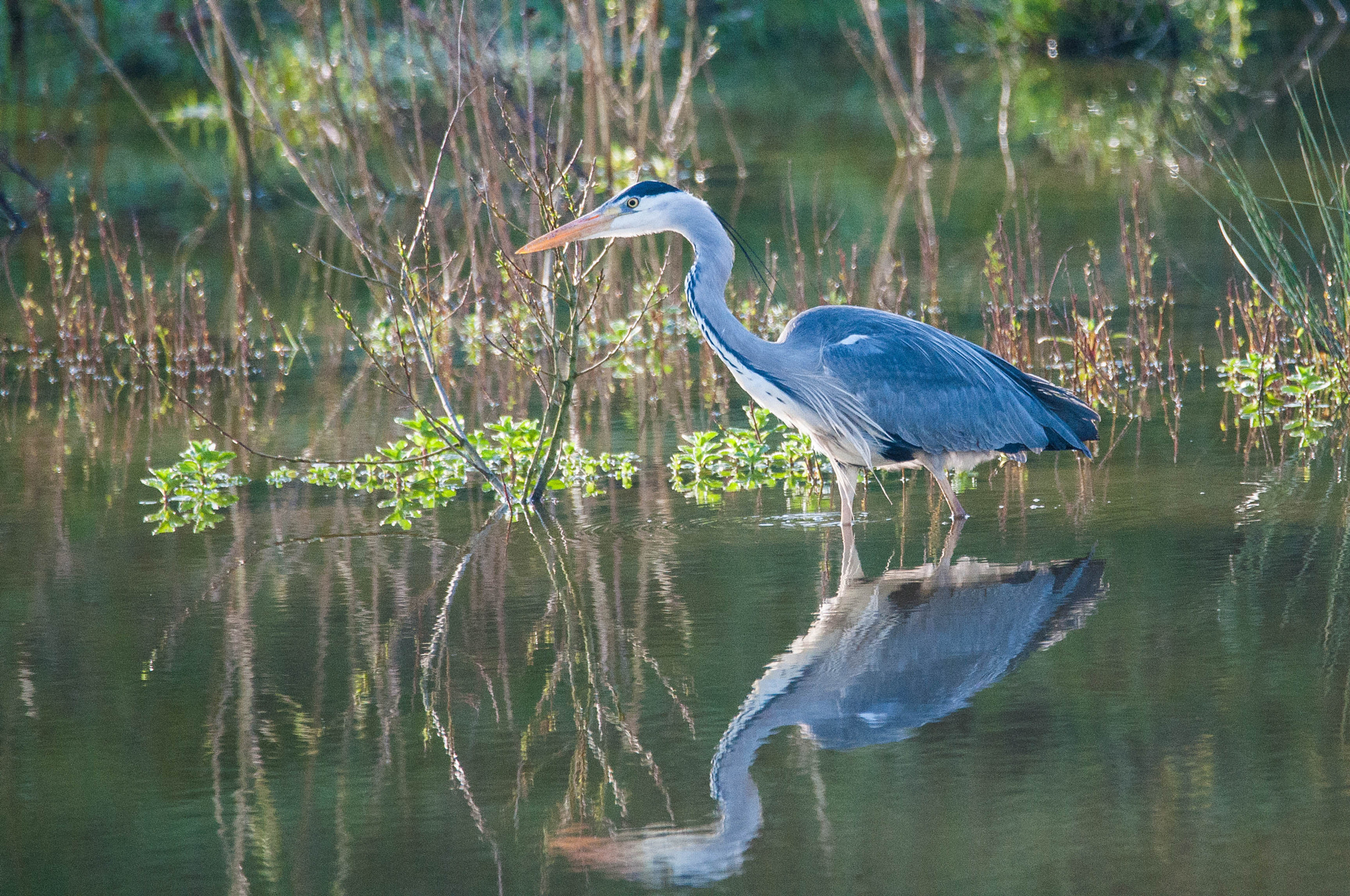 Sigma 150-600mm F5-6.3 DG OS HSM | C sample photo. Reiger photography