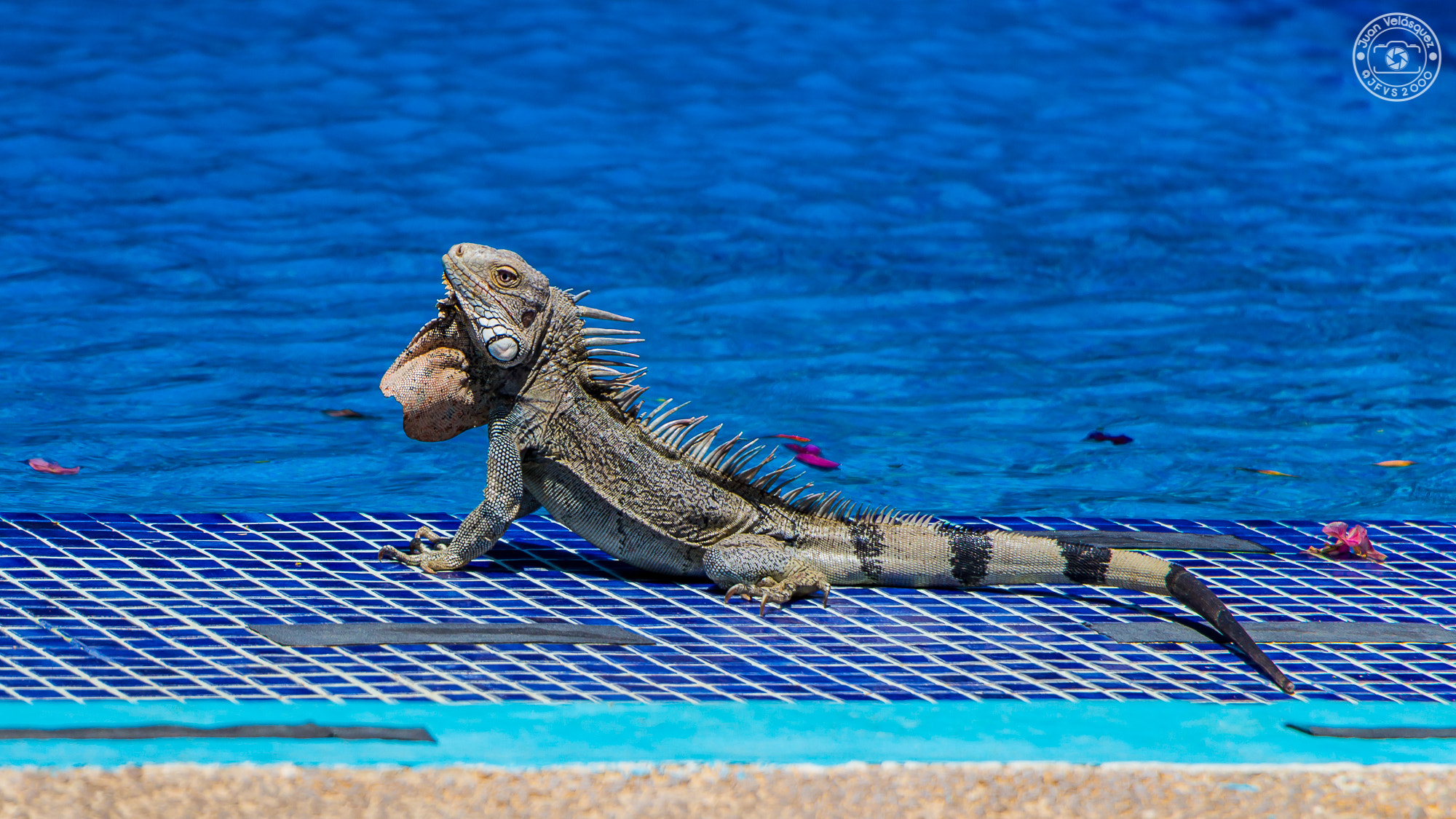 Canon EF-S 18-135mm F3.5-5.6 IS STM sample photo. Iguana en la piscina photography
