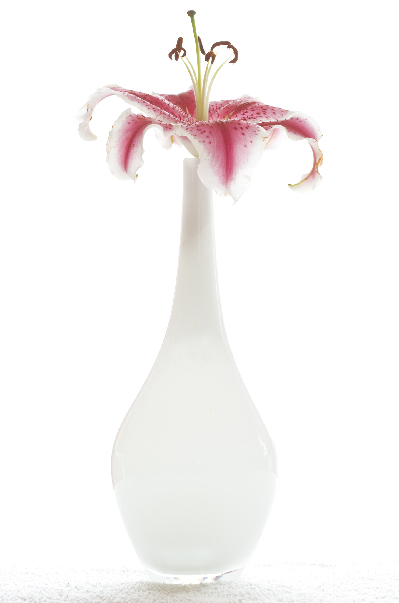 Canon EF 100mm F2.8 Macro USM sample photo. Lonely lily photography