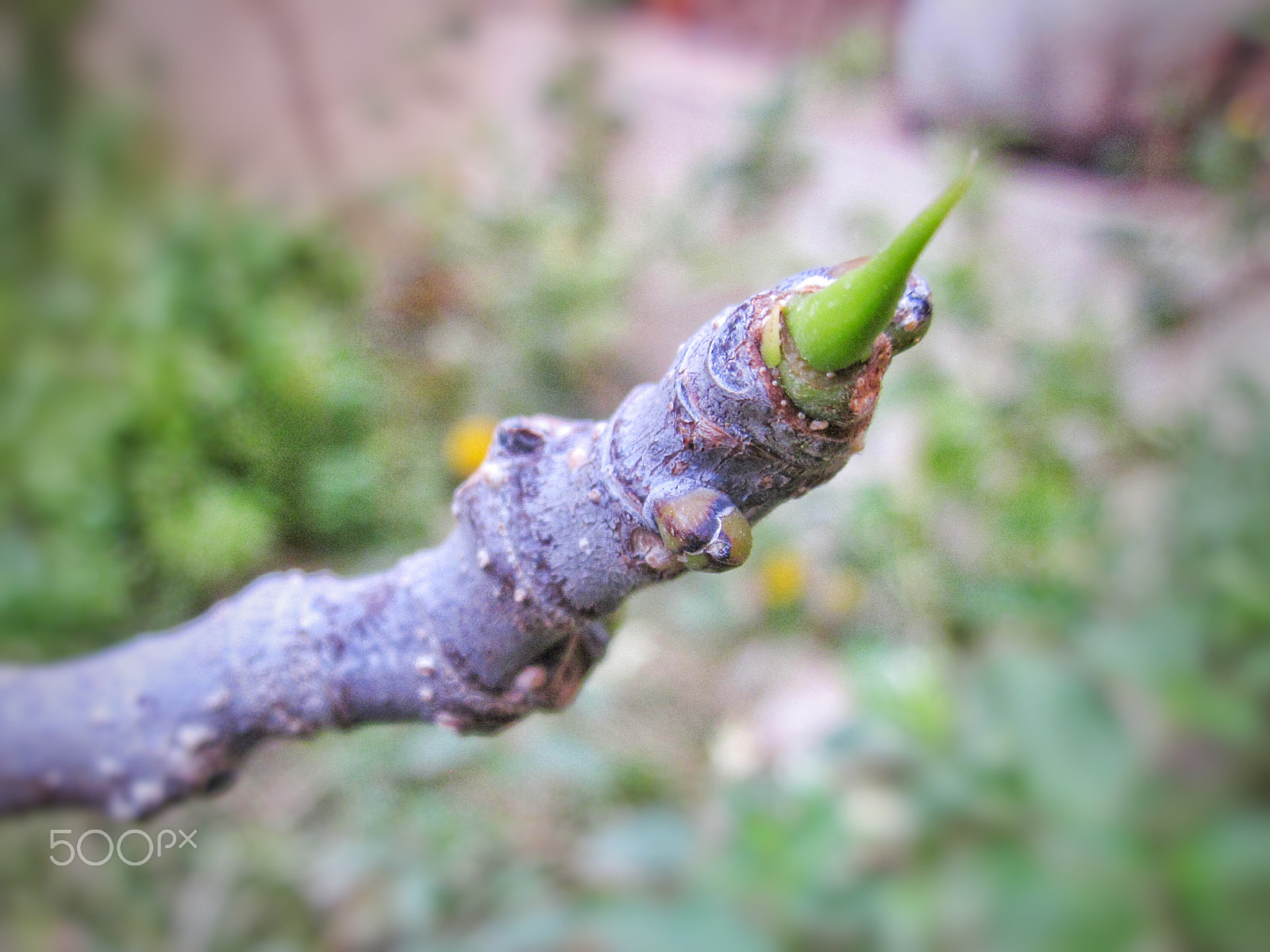 Canon PowerShot A1200 sample photo. A spring's bud photography