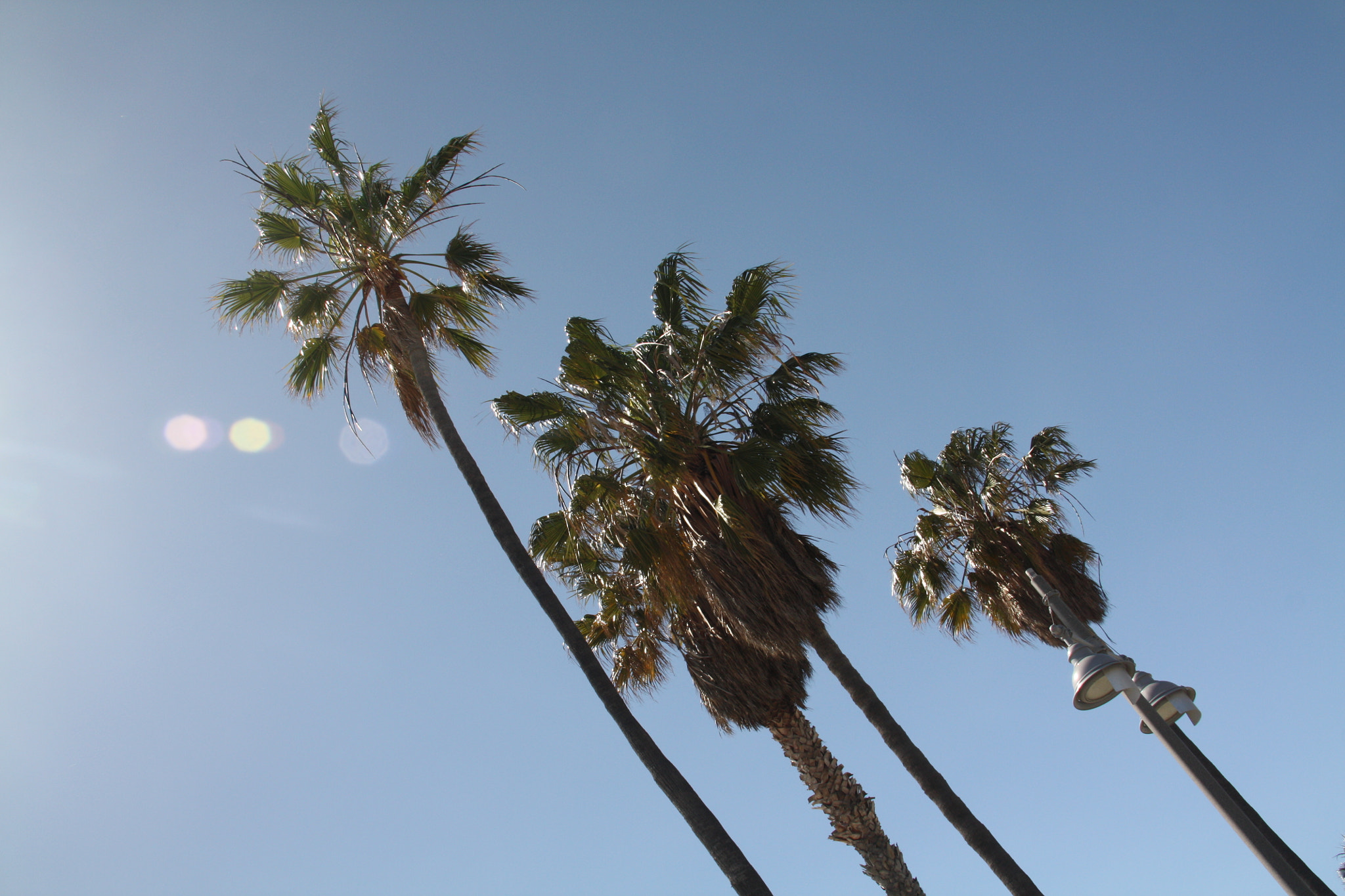 Sigma 18-125mm F3.8-5.6 DC OS HSM sample photo. Palm trees photography