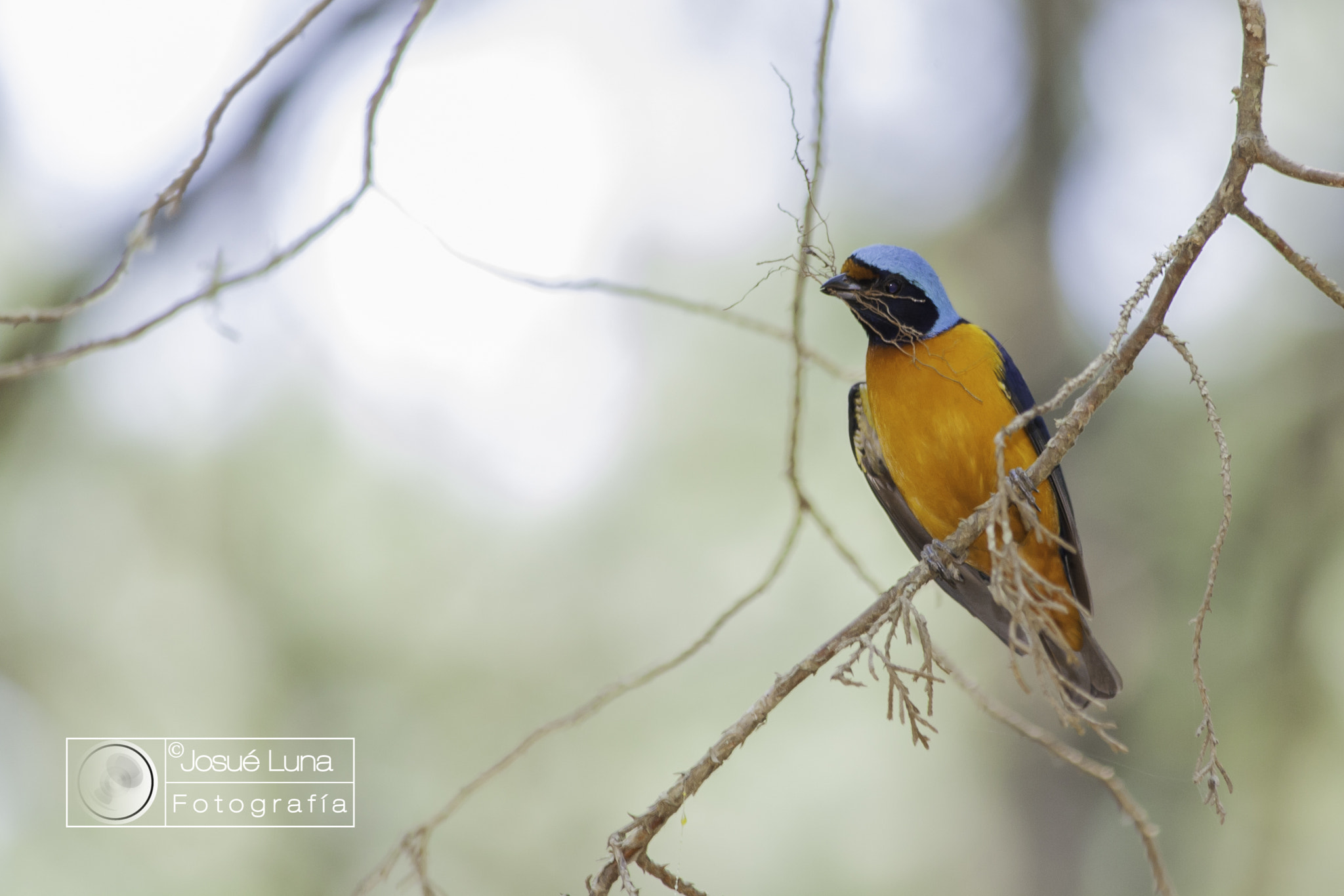 Canon EOS 1000D (EOS Digital Rebel XS / EOS Kiss F) sample photo. Euphonia elegantissima - male (macho) photography