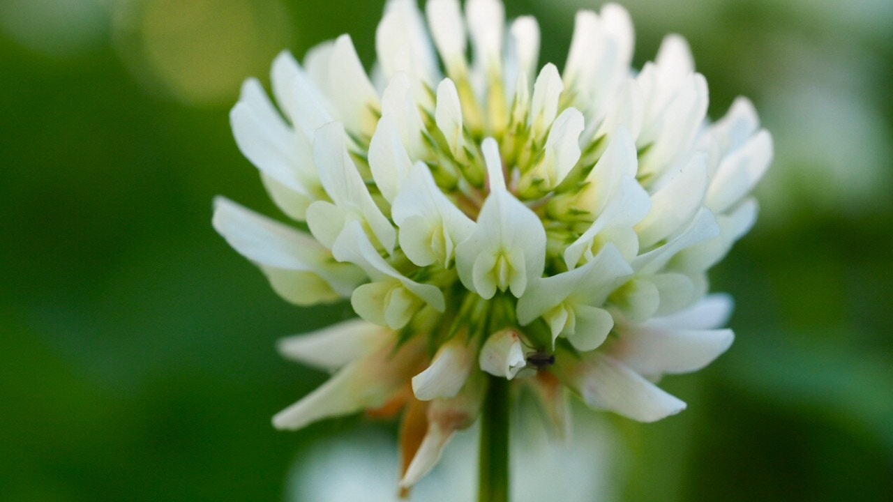 Olympus PEN E-PL7 sample photo. White clover photography