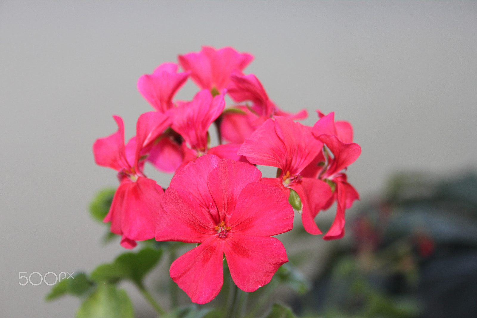 Canon EF-S 18-55mm F3.5-5.6 sample photo. Flower 2 photography
