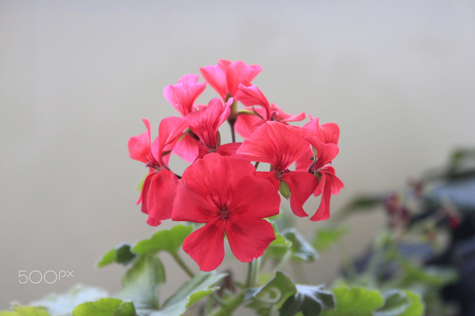 Canon EF-S 18-55mm F3.5-5.6 sample photo. Flower photography