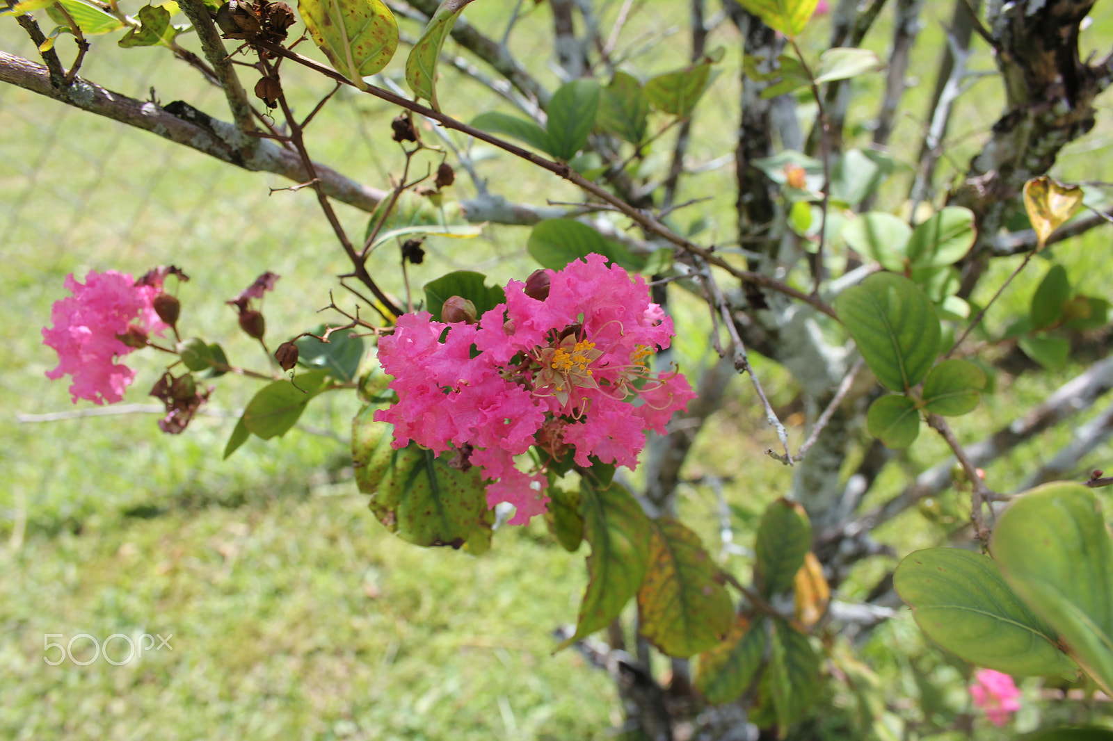 Canon EF-S 18-55mm F3.5-5.6 sample photo. Flower 5 photography