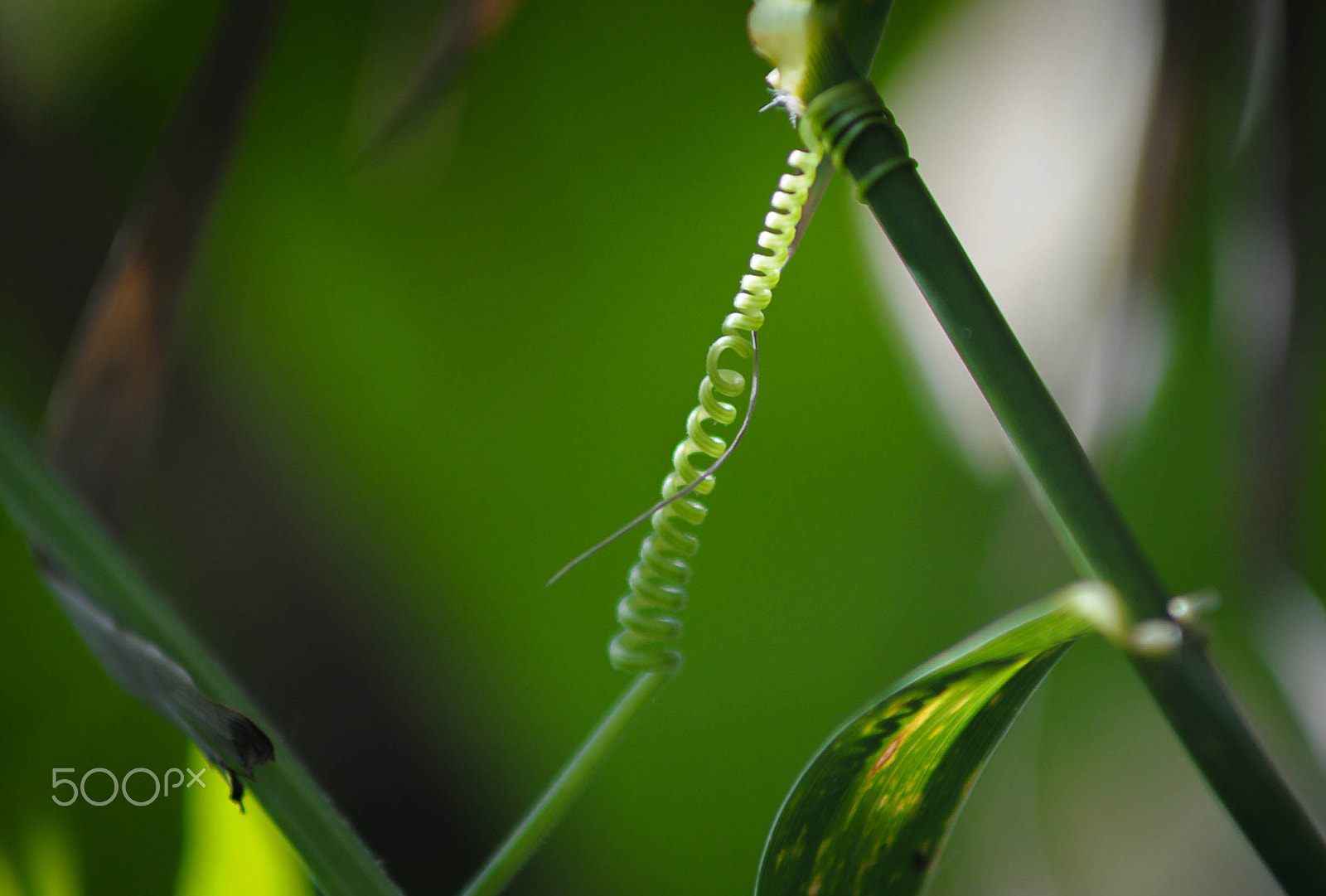 Nikon D90 + AF Zoom-Nikkor 70-210mm f/4 sample photo. Spiral photography