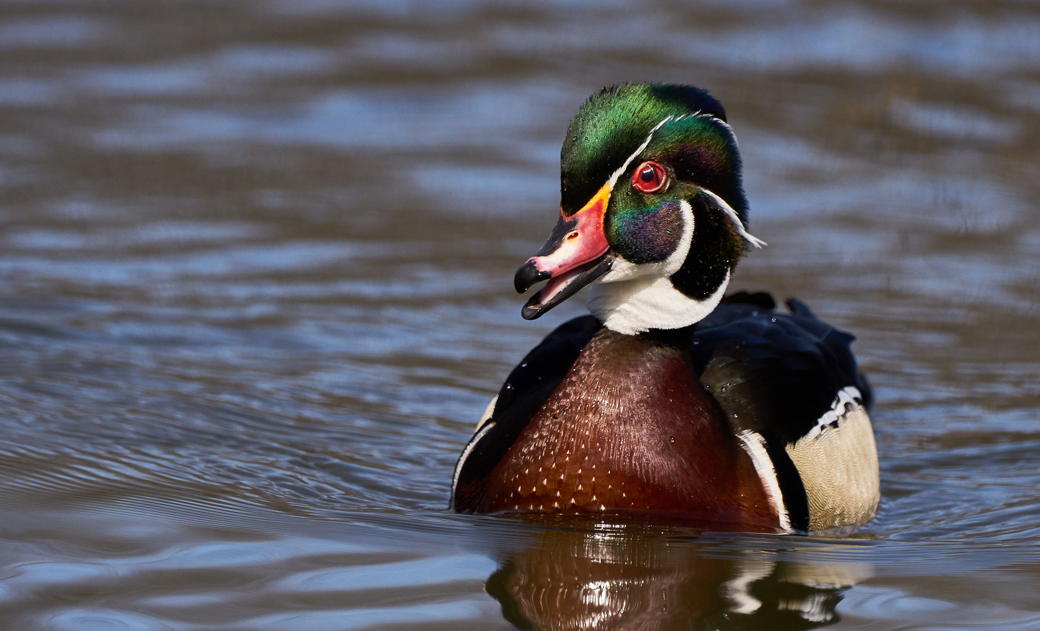 Sony ILCA-77M2 + Sony 70-400mm F4-5.6 G SSM II sample photo. Male wood duck photography
