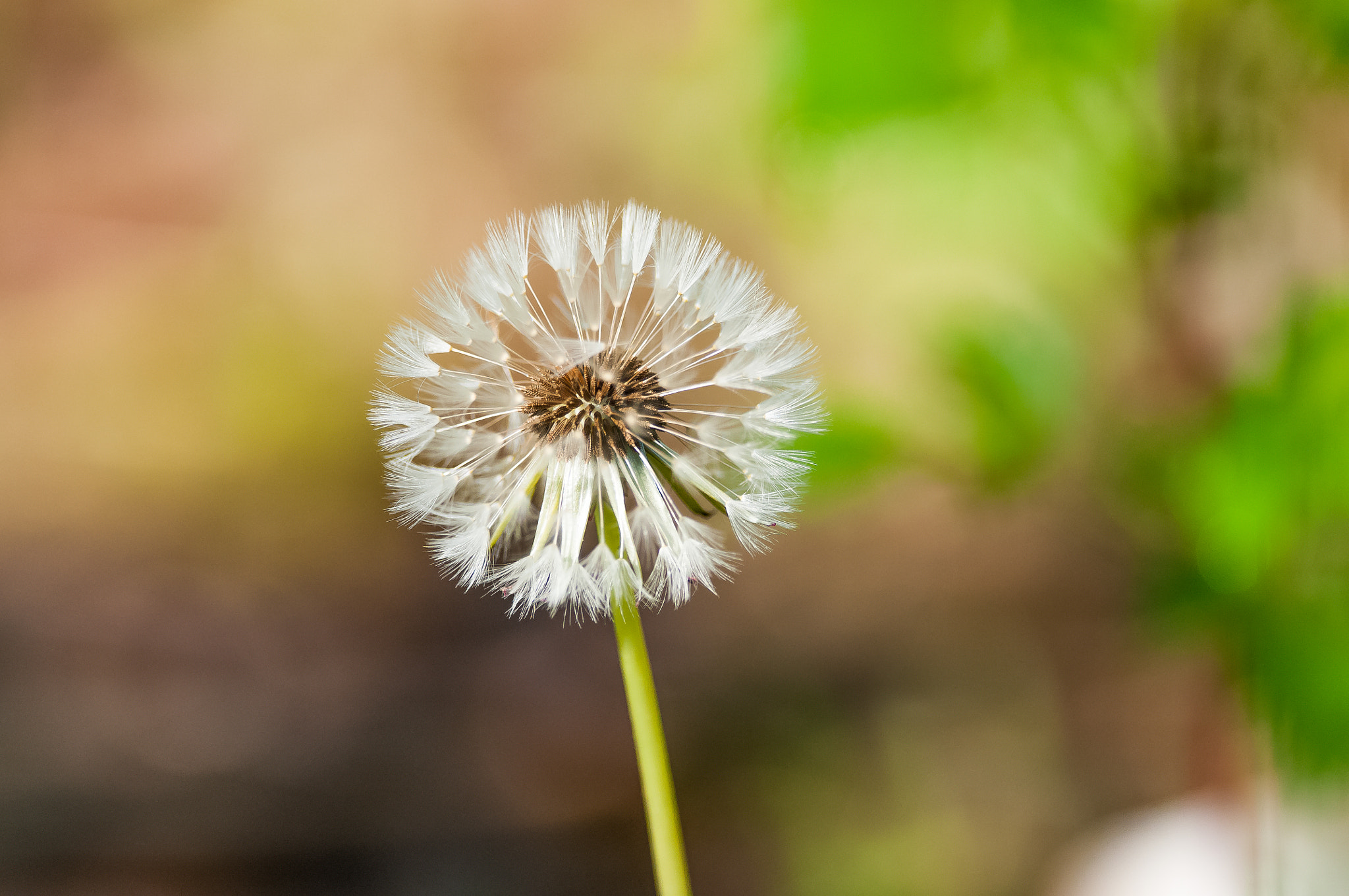 Nikon D300S sample photo. Dandelion photography