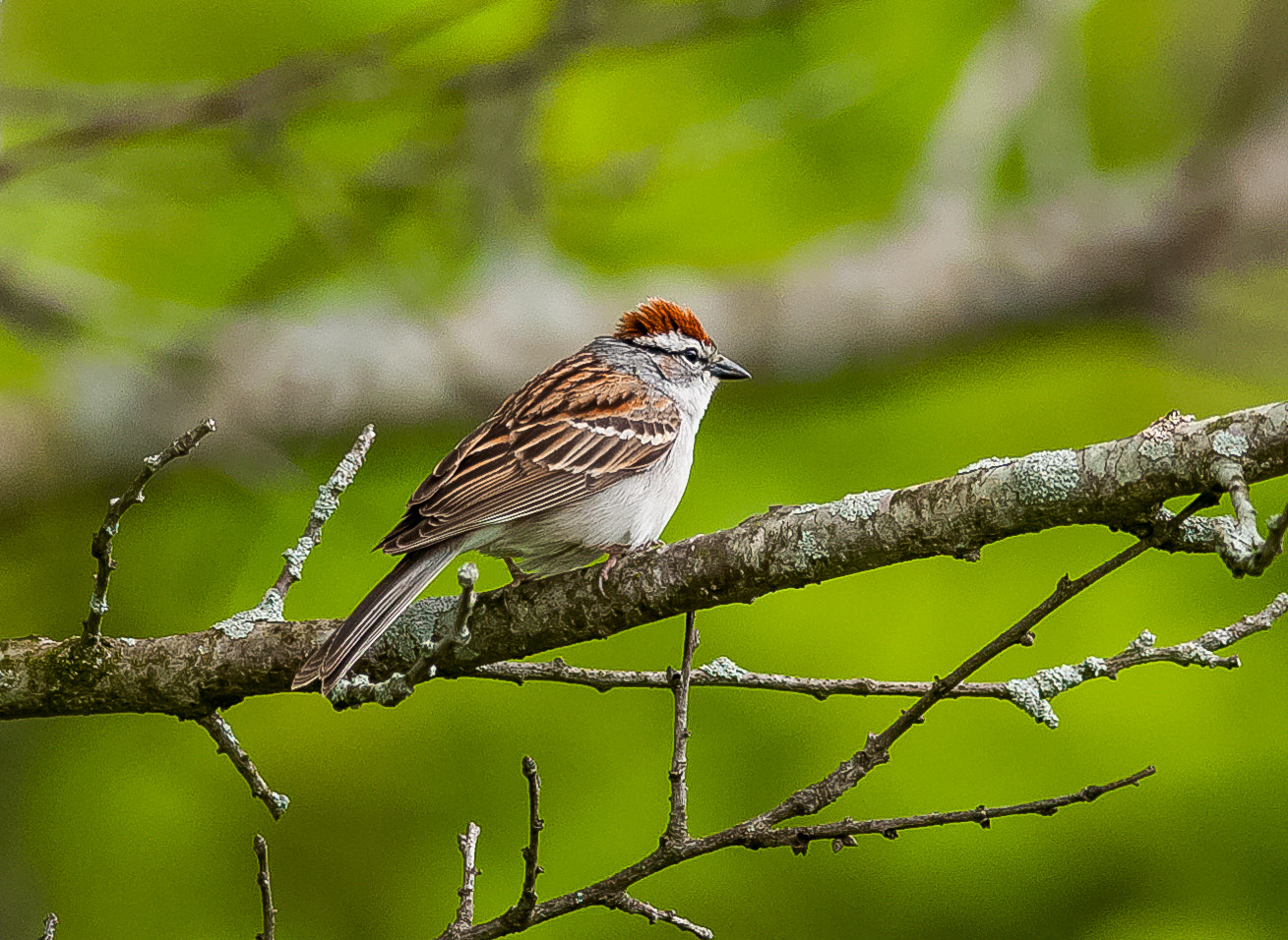 Nikon D300S + Nikon AF-S Nikkor 300mm F4D ED-IF sample photo. Sparrow photography