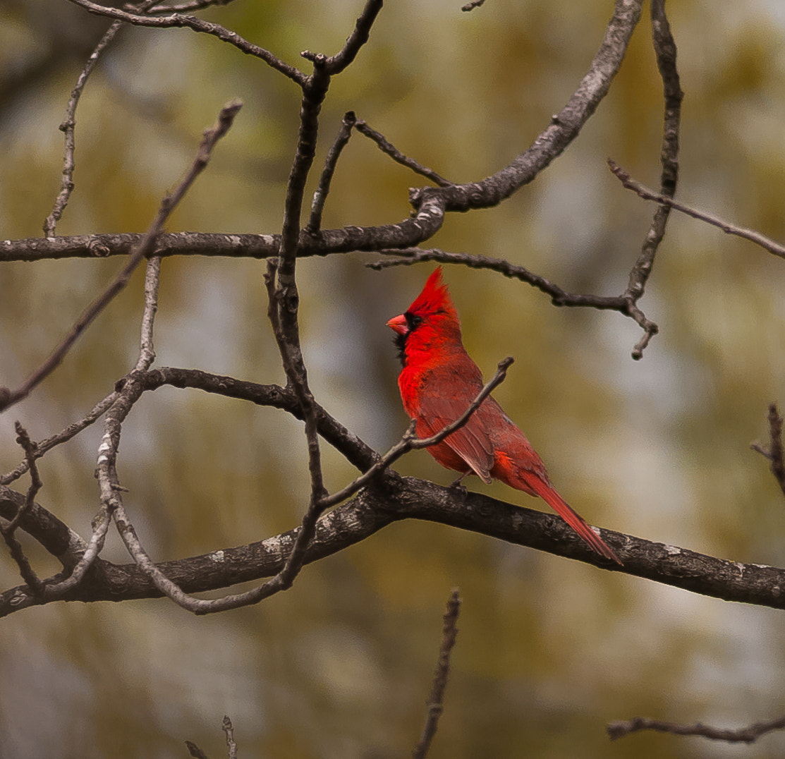 Nikon D300S sample photo. Cardinal photography