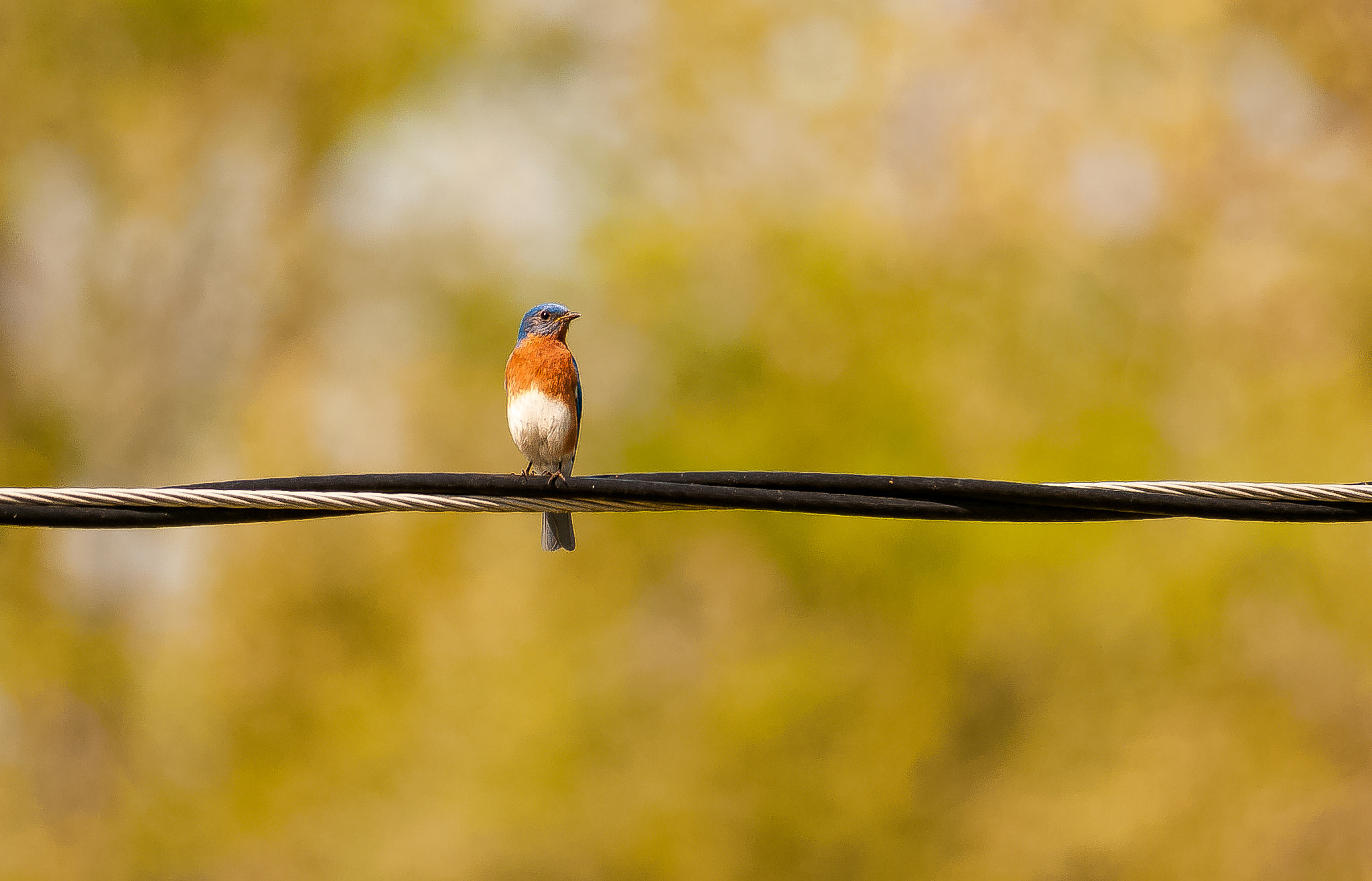 Nikon D300S + Nikon AF-S Nikkor 300mm F4D ED-IF sample photo. Bluebird photography