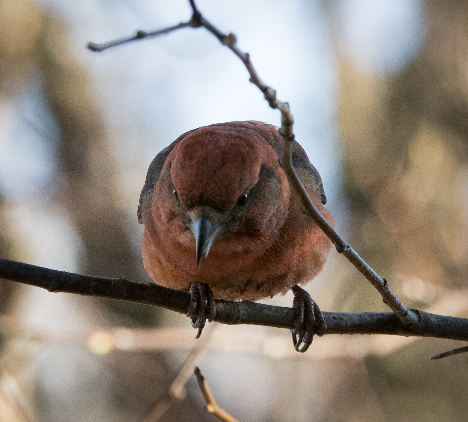 Sigma 70-200mm F2.8 EX DG OS HSM sample photo. Loxia curvirostra, crossbill, krossnefur photography