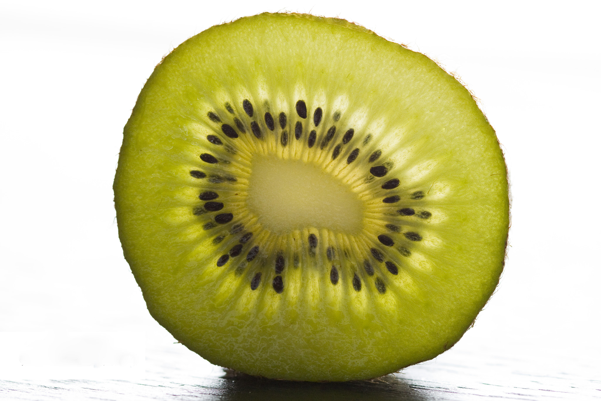 Canon EF 100mm F2.8 Macro USM sample photo. Regal kiwi photography