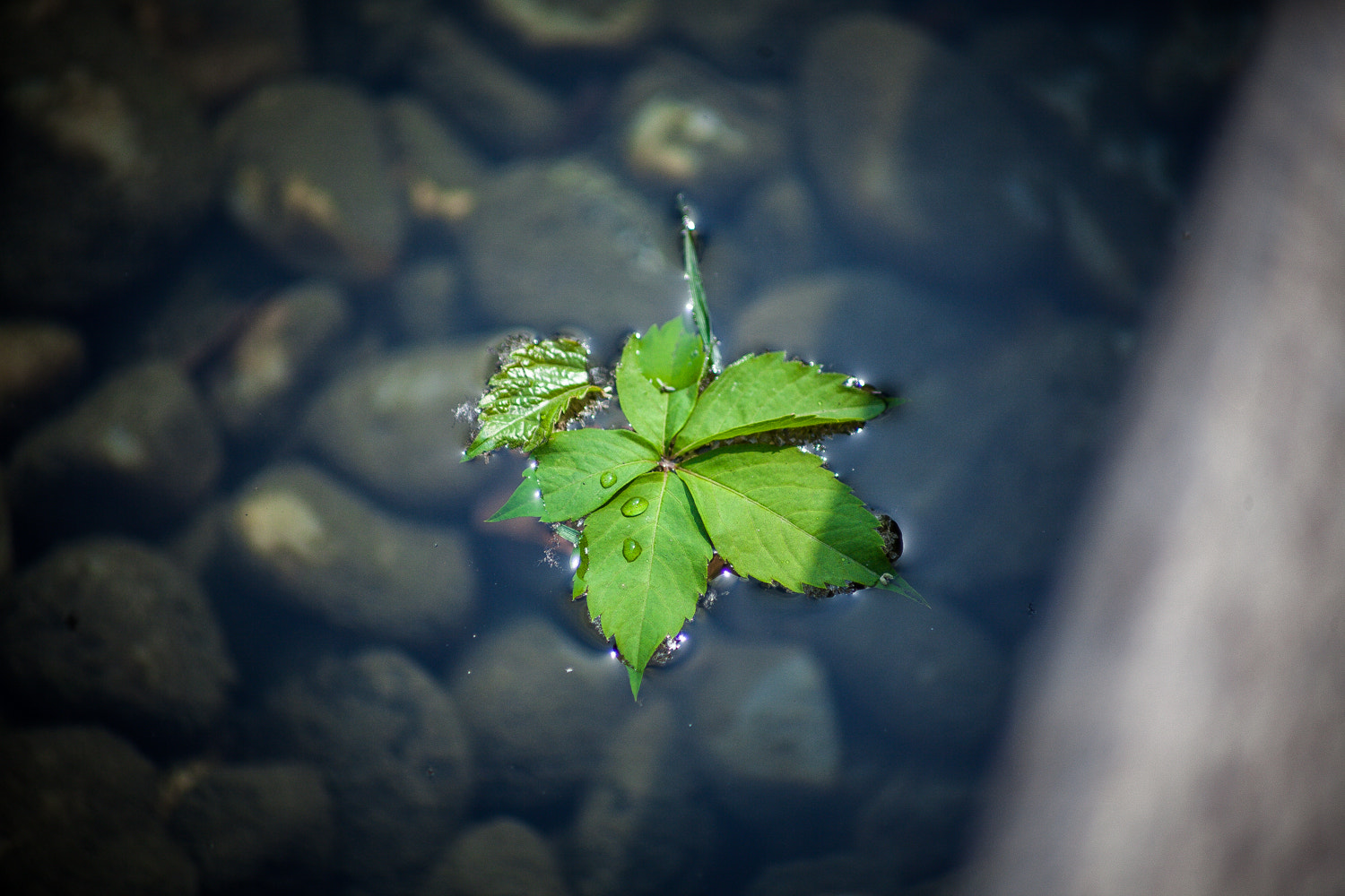 Canon EF 70-210mm f/4 sample photo
