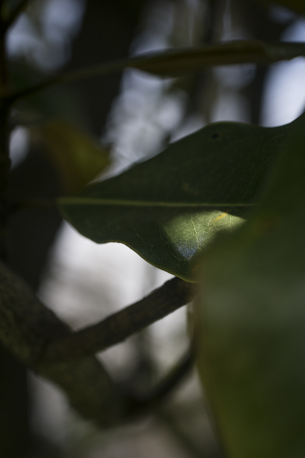 Sony a6000 + Canon EF 50mm F2.5 Macro sample photo. The daily percyscope 021 photography