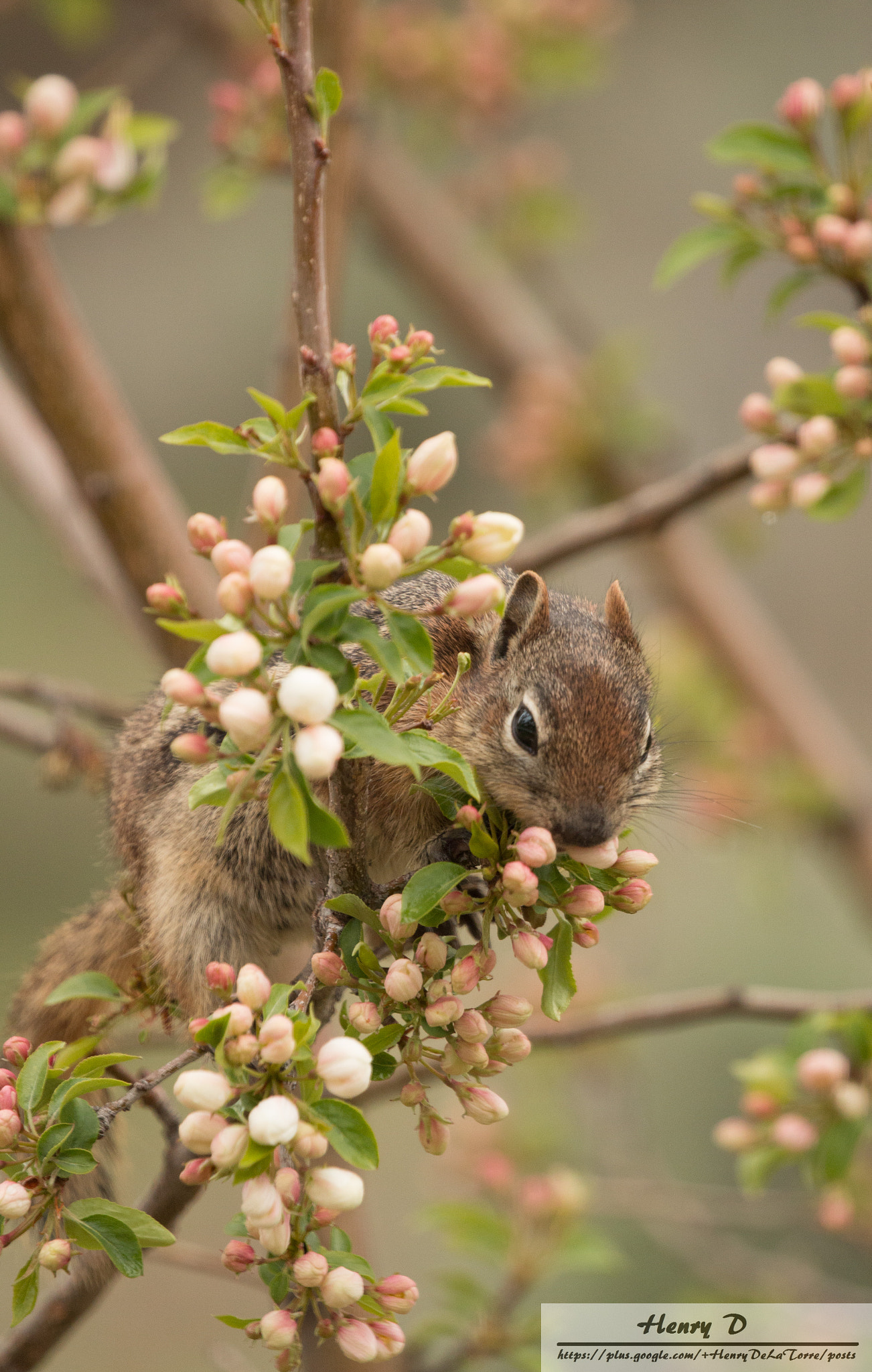 Canon EF 100-400mm F4.5-5.6L IS II USM sample photo. Golden mantled ground squirrel photography