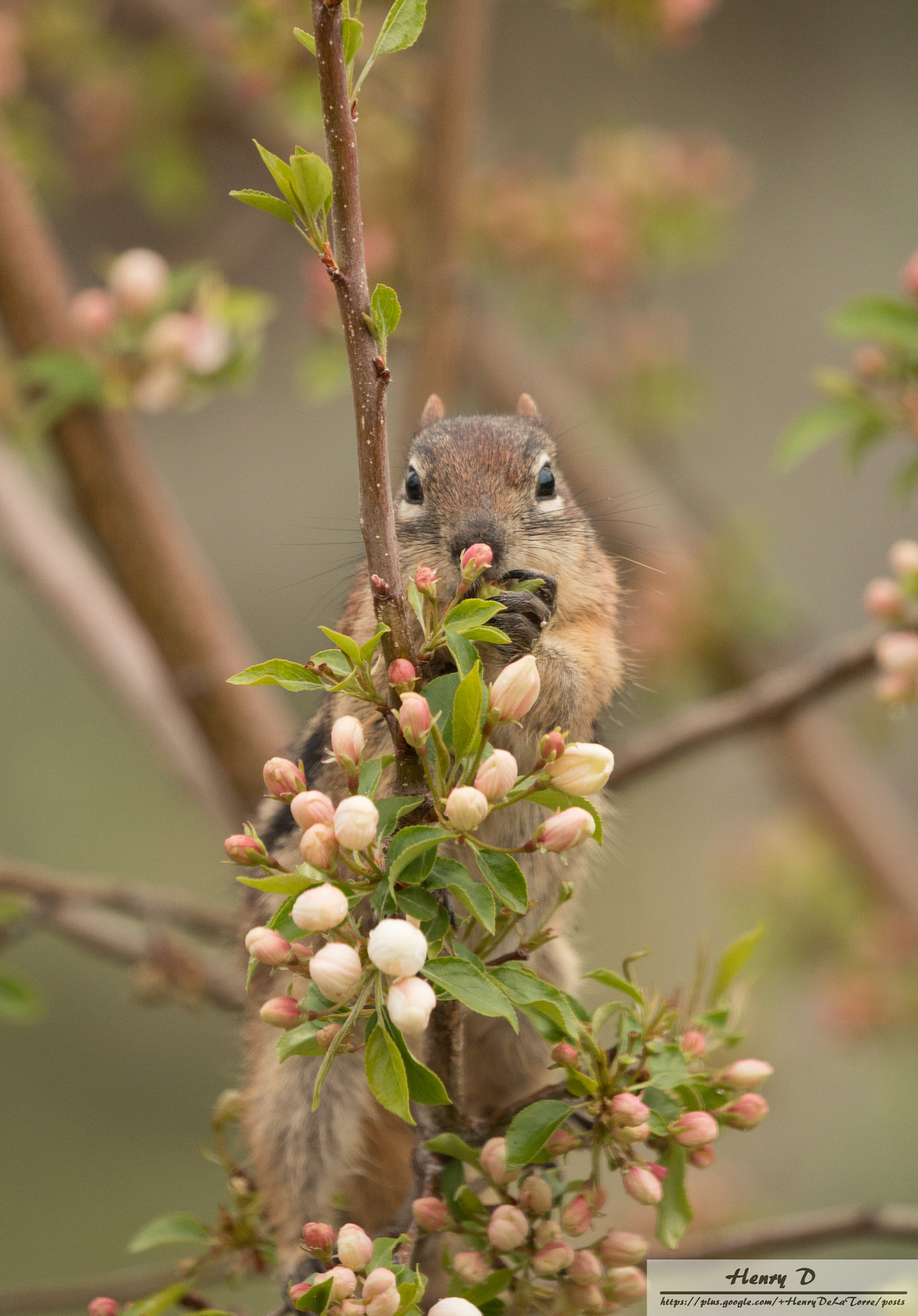 Canon EF 100-400mm F4.5-5.6L IS II USM sample photo. Golden mantled ground squirrel photography