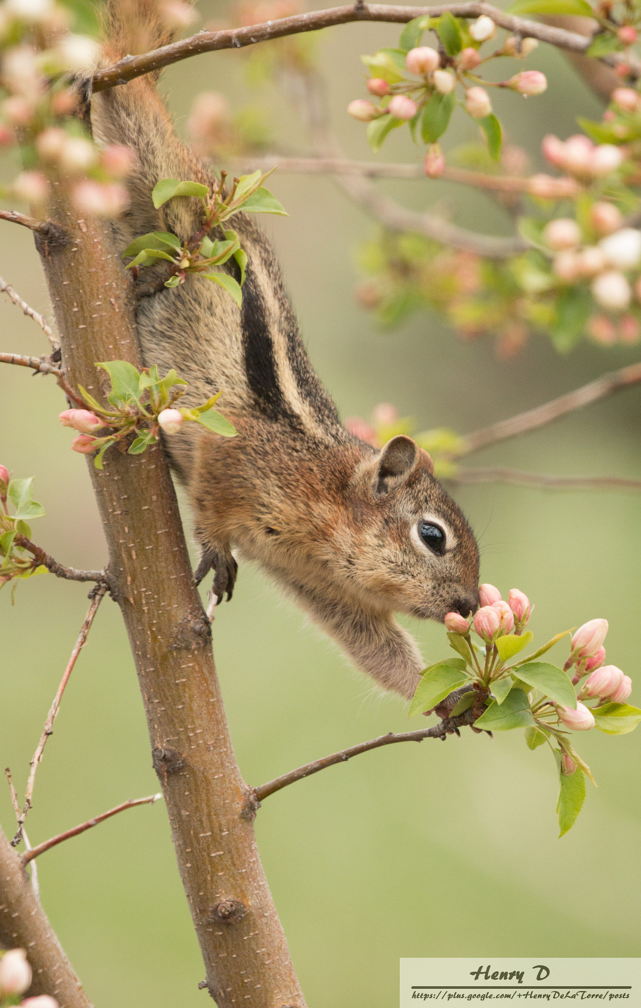 Canon EF 100-400mm F4.5-5.6L IS II USM sample photo. Golden mantled ground squirrel photography