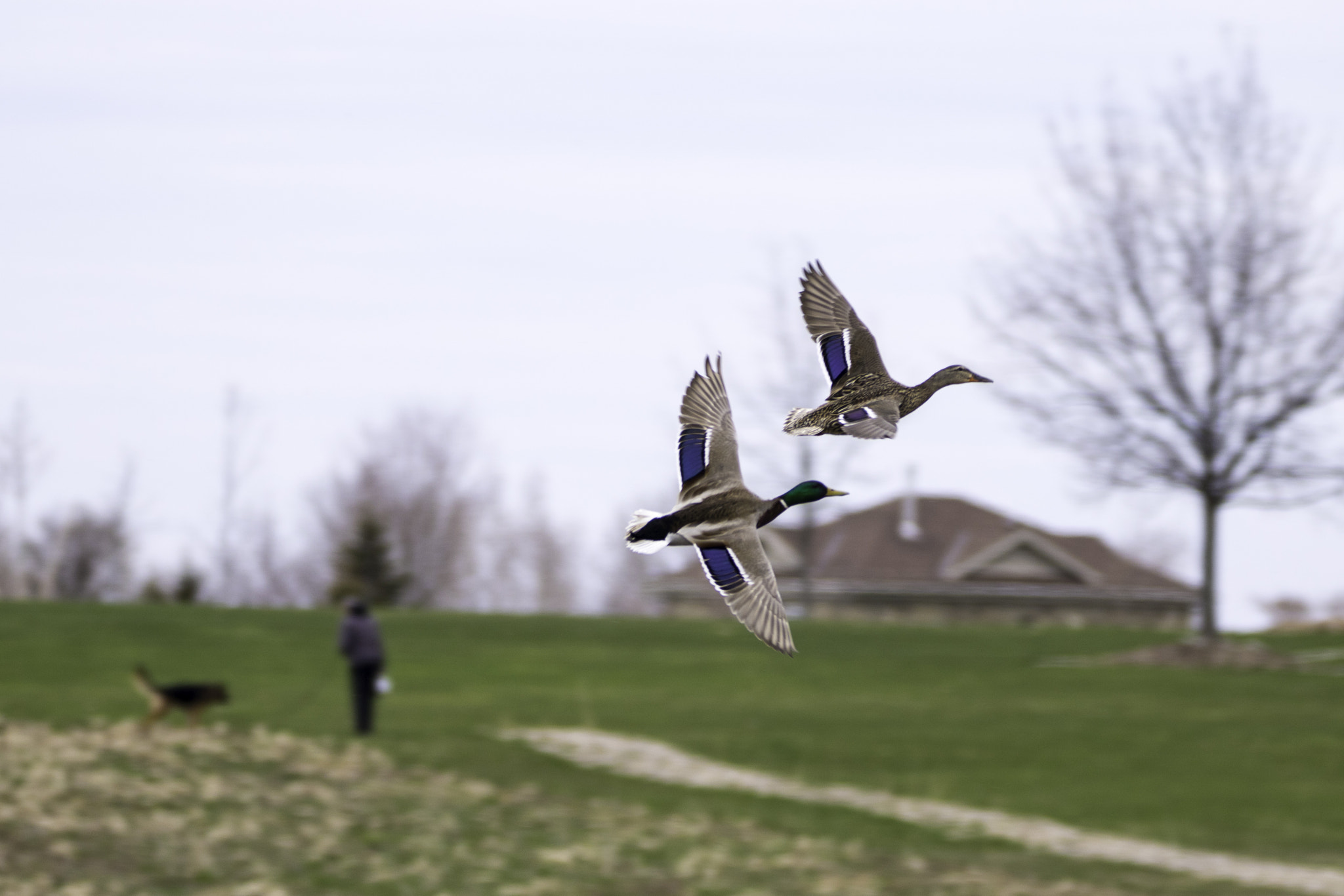 Sigma 150-600mm F5-6.3 DG OS HSM | C sample photo. Pair of mallard ducks in flight photography