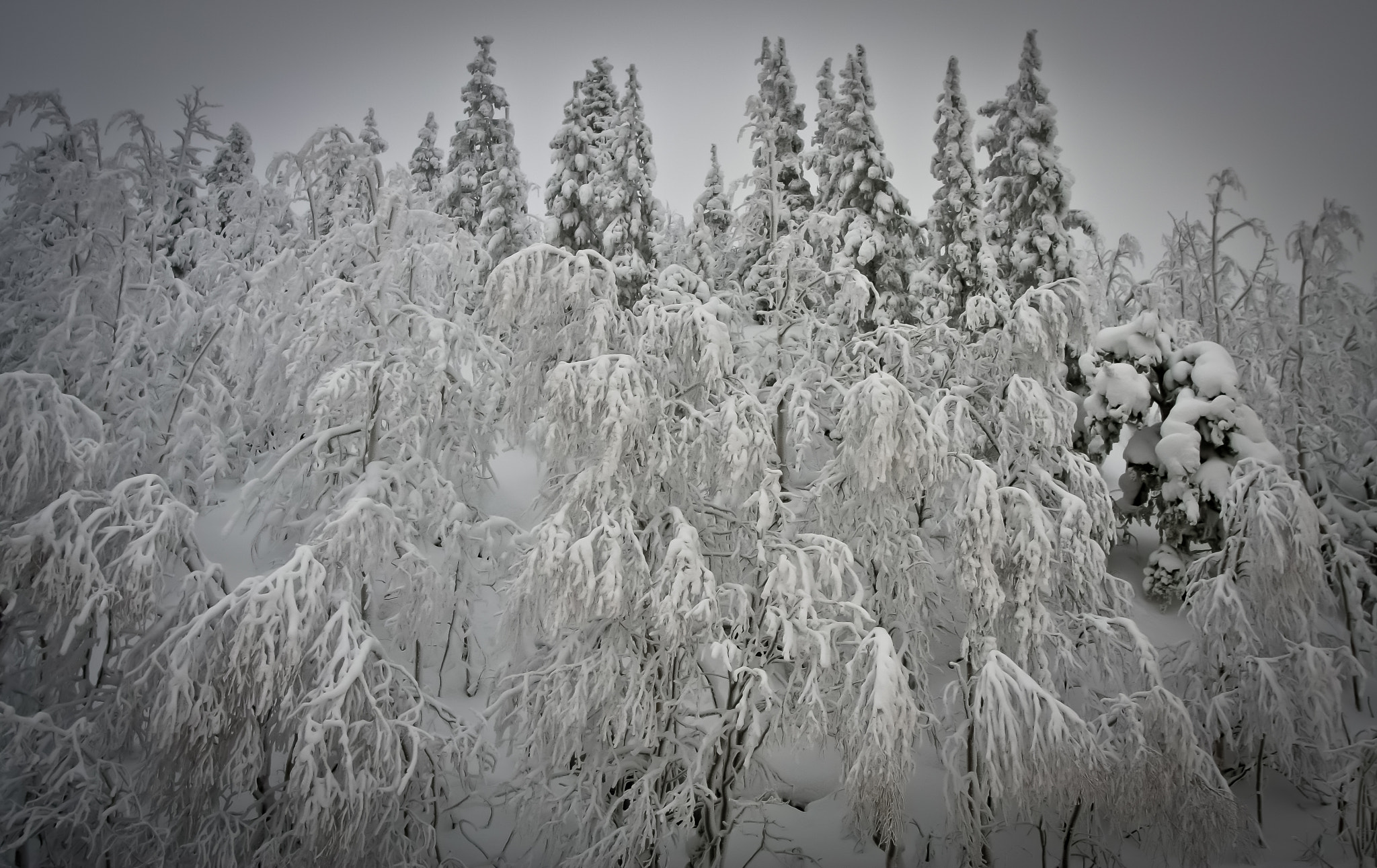 Canon EOS 40D + Sigma 20mm EX f/1.8 sample photo. Polar forest photography