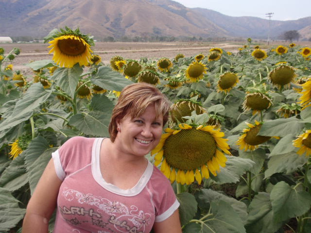Olympus u1010,S1010 sample photo. Girasoles en venezuela! photography