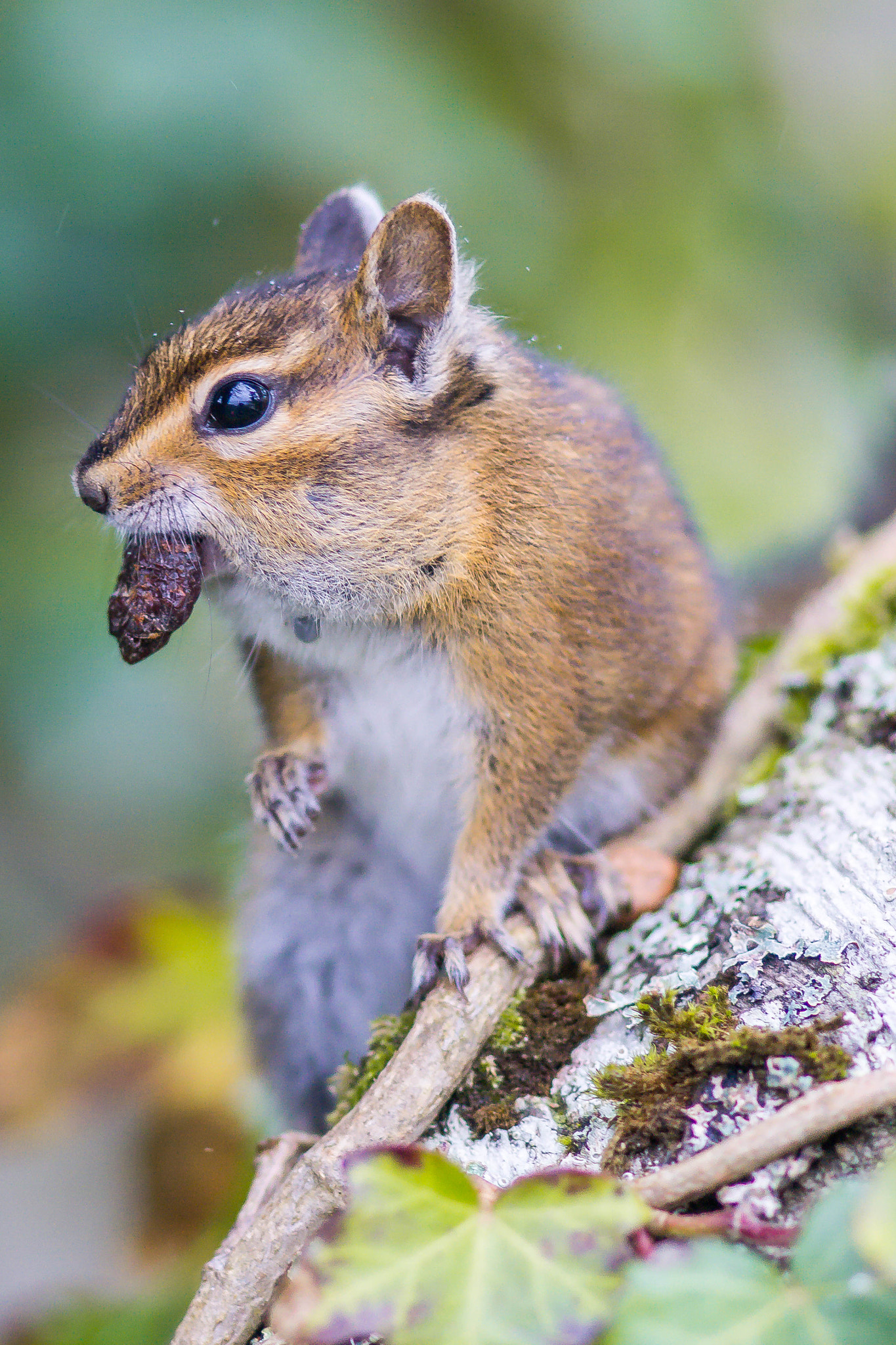 Sony a6000 + Sony 100mm F2.8 Macro sample photo. Eating on the run photography