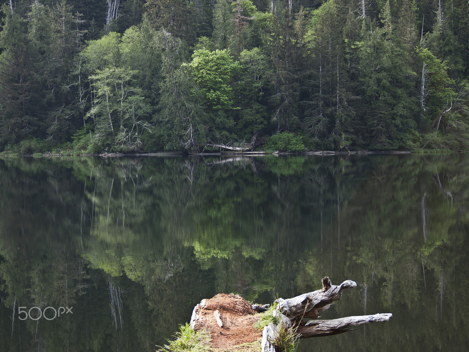 Olympus PEN E-P1 sample photo. Beaver lake photography