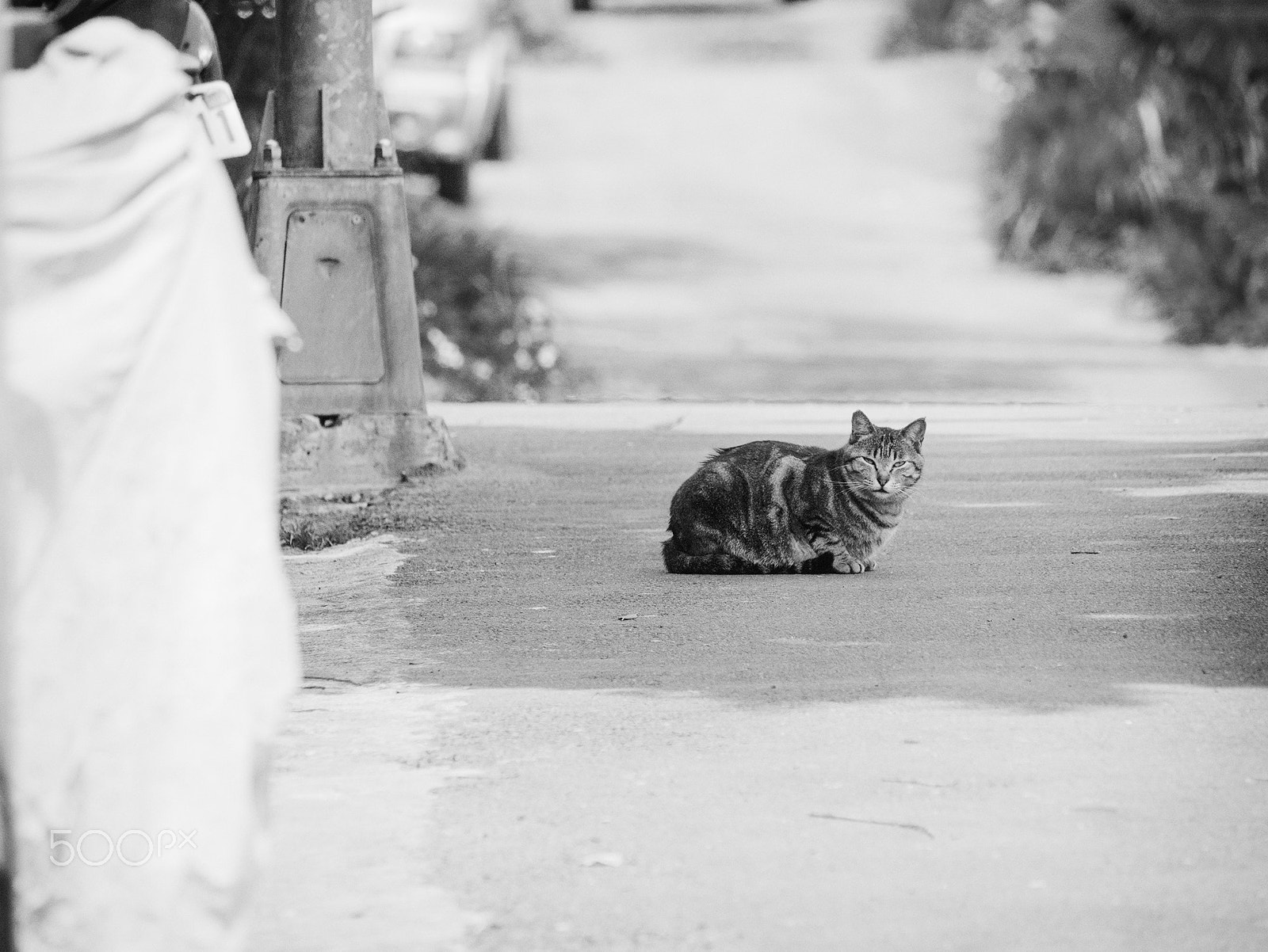 Panasonic Lumix DMC-GX1 sample photo. What are you doing  ヽ(✿ﾟ▽ﾟ)ノ photography