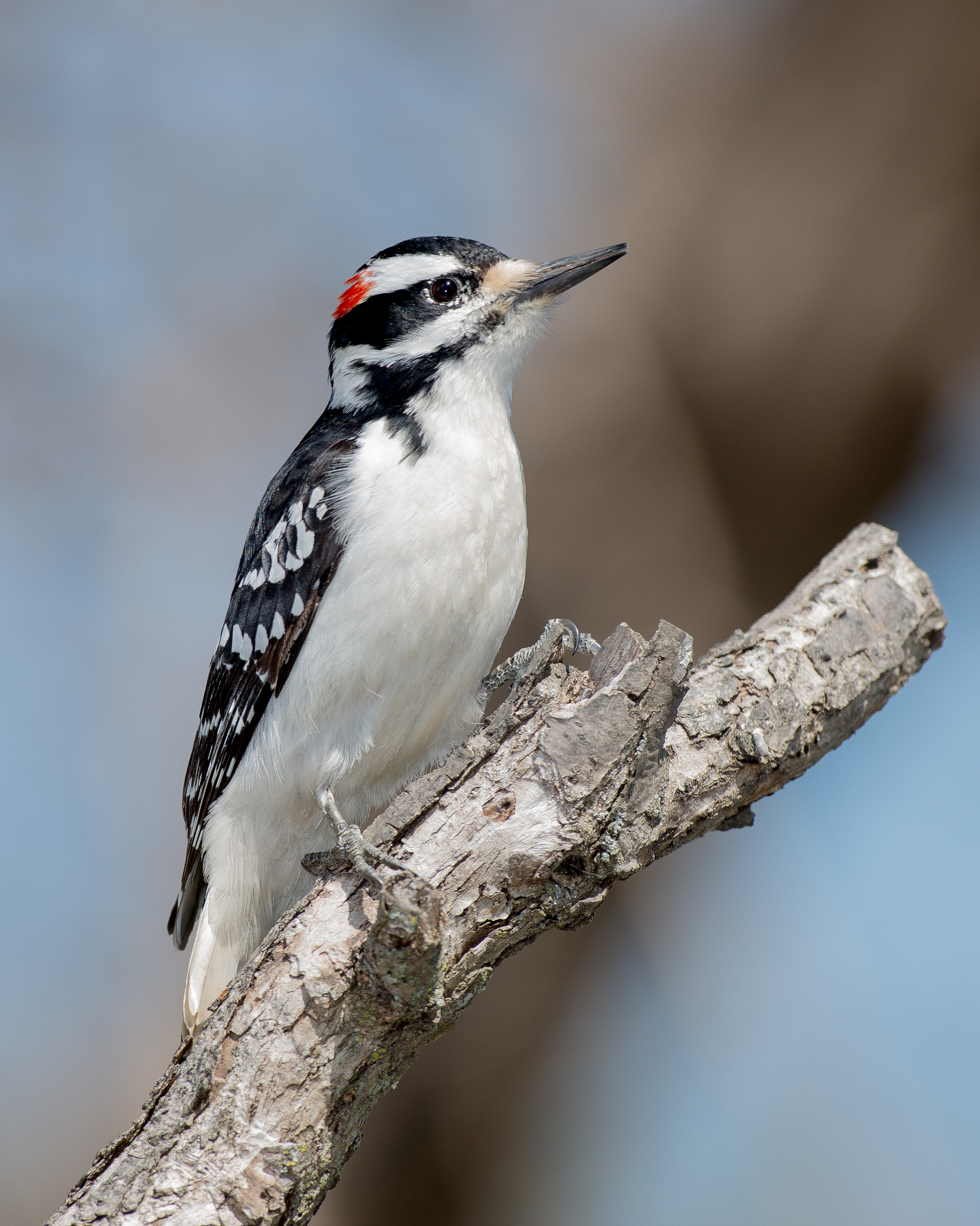 Nikon AF-S Nikkor 500mm F4D ED-IF II sample photo. Hairy woodpecker photography