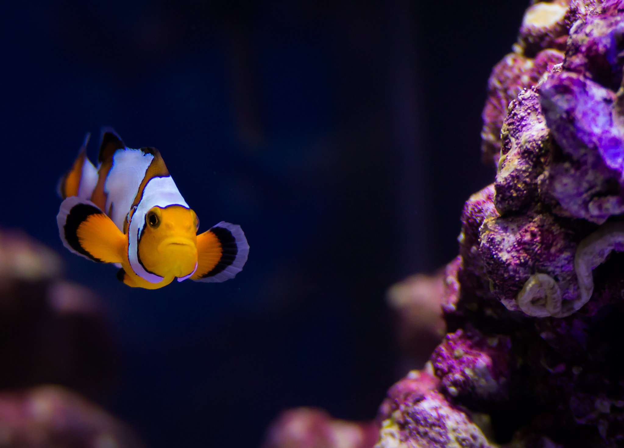 Tamron SP 150-600mm F5-6.3 Di VC USD sample photo. Found nemo photography