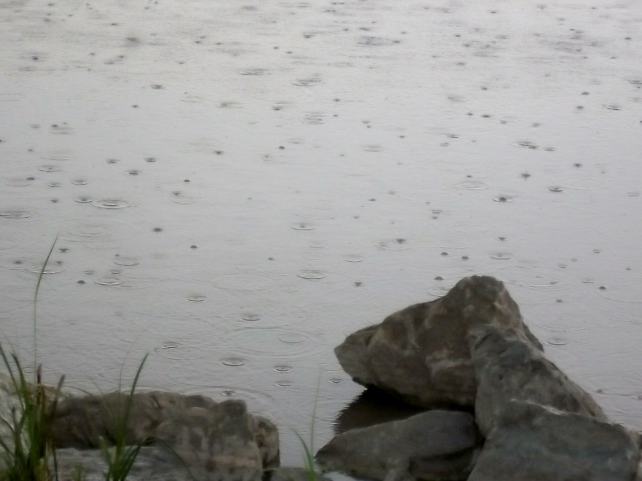 Kodak EasyShare M550 sample photo. Rain drops photography