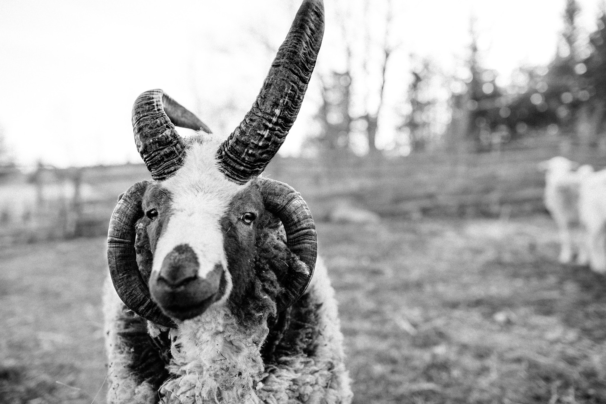 Nikon D800E + Nikon AF-S Nikkor 35mm F1.4G sample photo. Horned photography