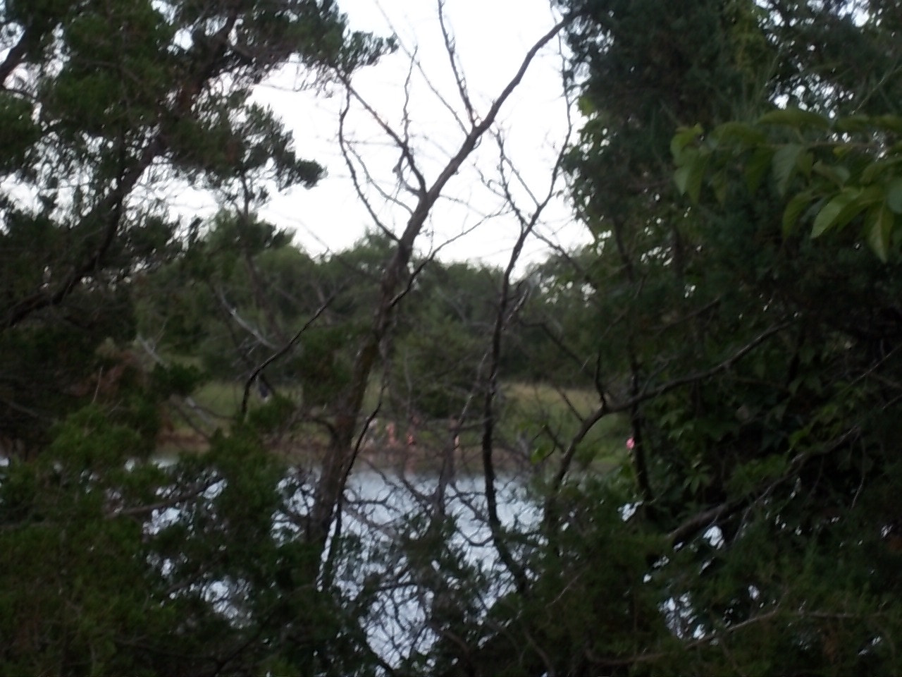 Kodak EasyShare M550 sample photo. Threw the trees photography