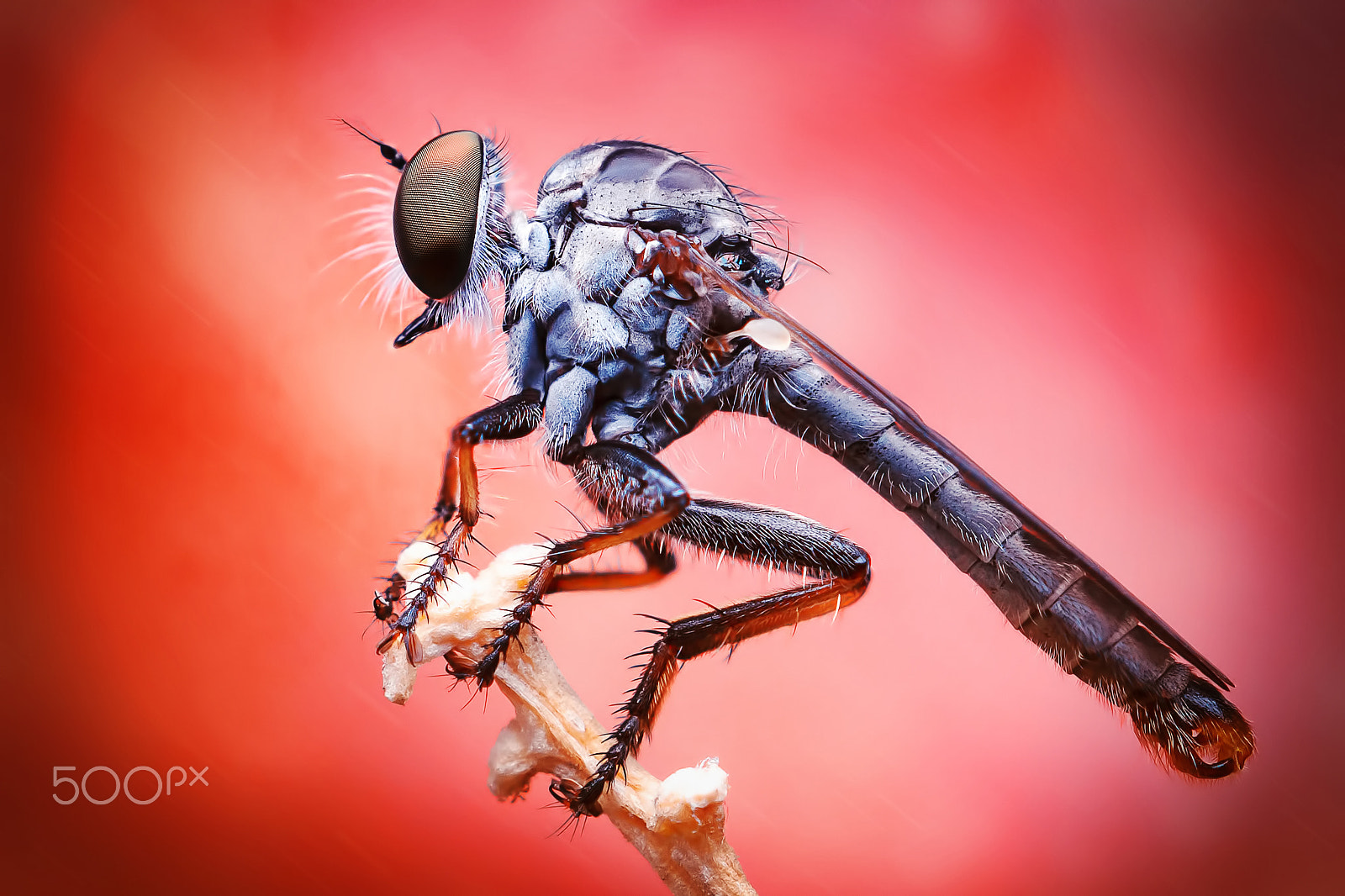 Sony SLT-A65 (SLT-A65V) + MACRO 50mm F2.8 sample photo. Robber fly th photography