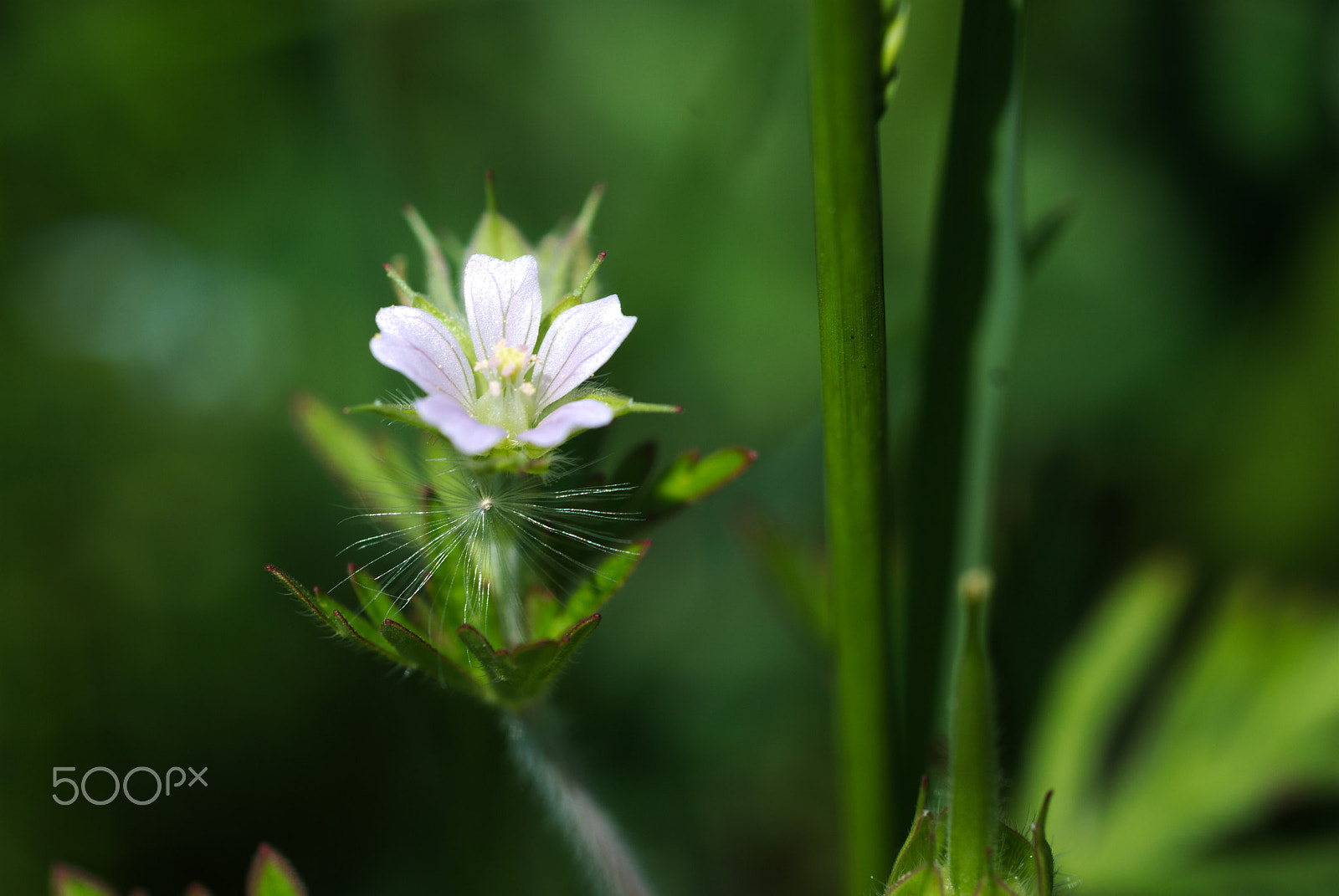 Nikon D40X + Nikon AF Micro-Nikkor 60mm F2.8D sample photo. Flower #16 photography