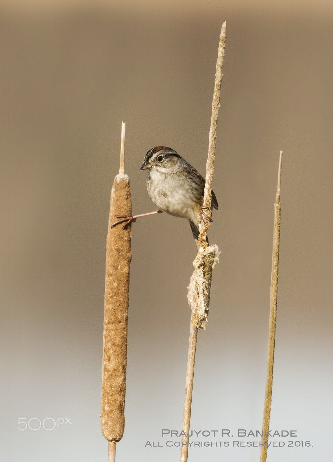 Nikon D7200 + Nikon AF-S Nikkor 500mm F4G ED VR sample photo. Swamp sparrow photography