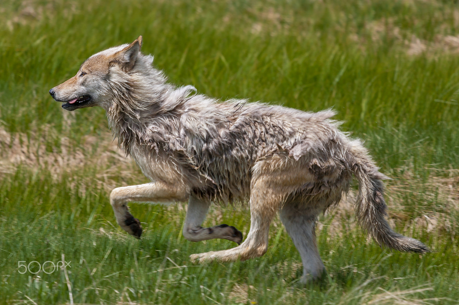 Canon EOS-1D Mark II + Canon EF 100-400mm F4.5-5.6L IS USM sample photo. Gray wolf, yellowstone national park 0160 photography