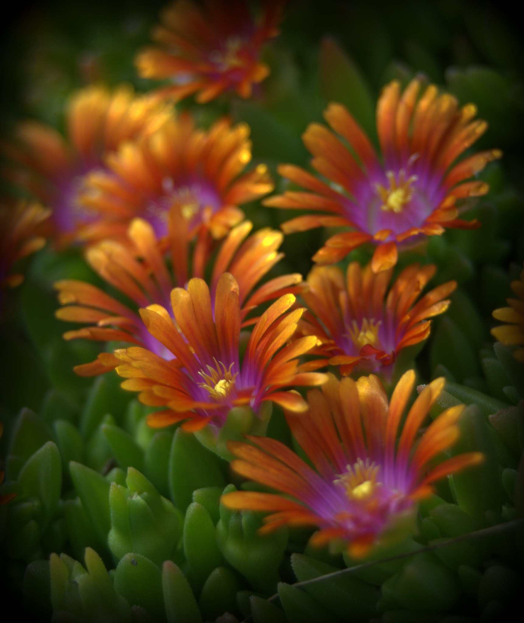 Sigma 28-90mm F3.5-5.6 Macro sample photo. Rainbow iceplant photography