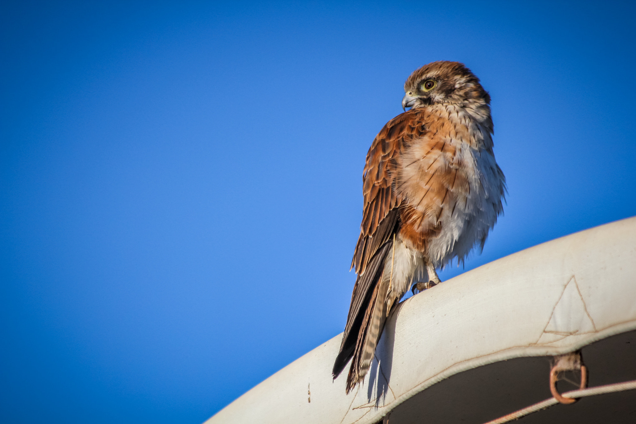 Canon EOS 550D (EOS Rebel T2i / EOS Kiss X4) sample photo. Eye in the sky, shot early morning w/canon 550d quick edit in lightroom mobile photography