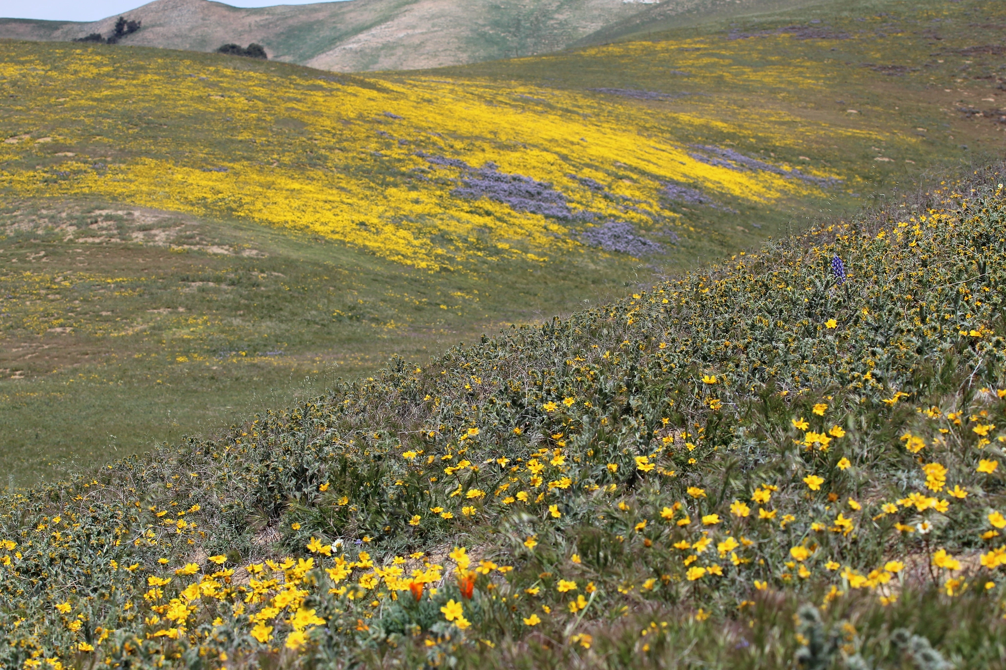 Canon EF 80-200mm f/2.8L sample photo. The fragrance of spring in the gorman, photography
