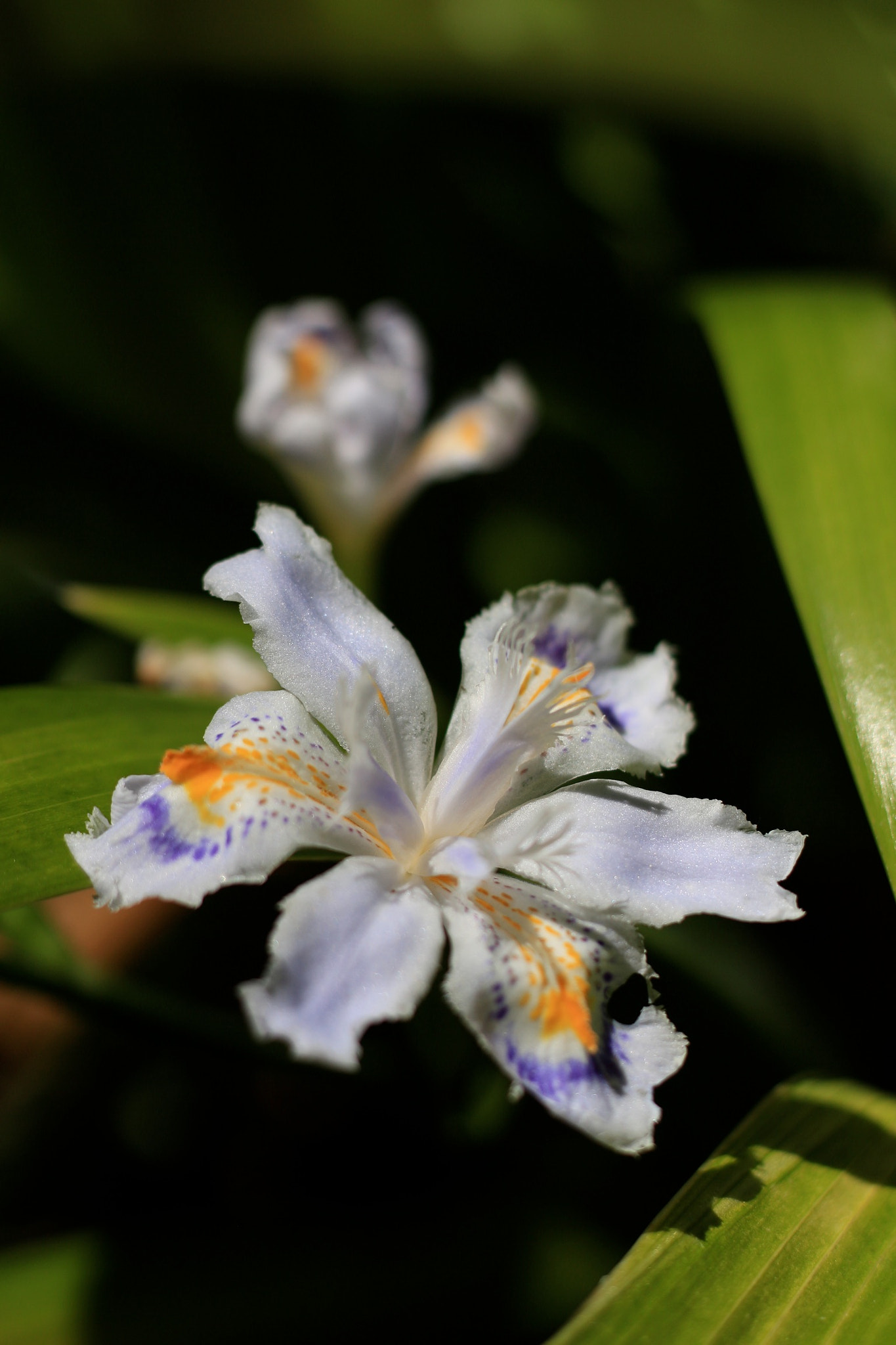 Canon EOS M + Canon EF 50mm F1.8 STM sample photo. Japanese iris photography