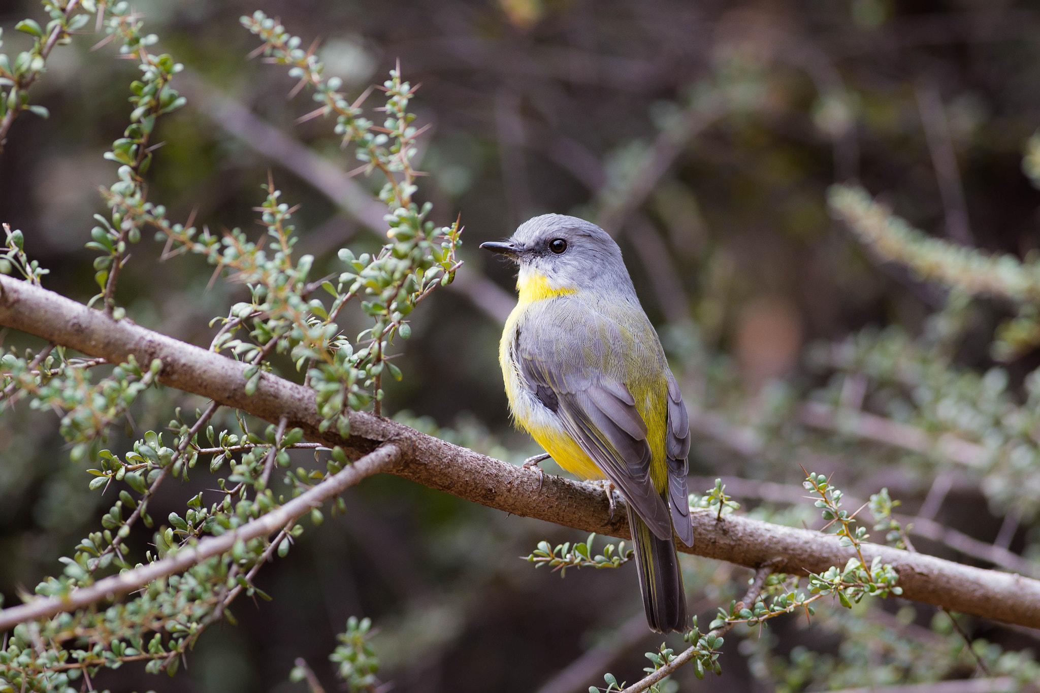 Canon EOS 6D + Canon EF 400mm F5.6L USM sample photo. Robin in the scrub photography