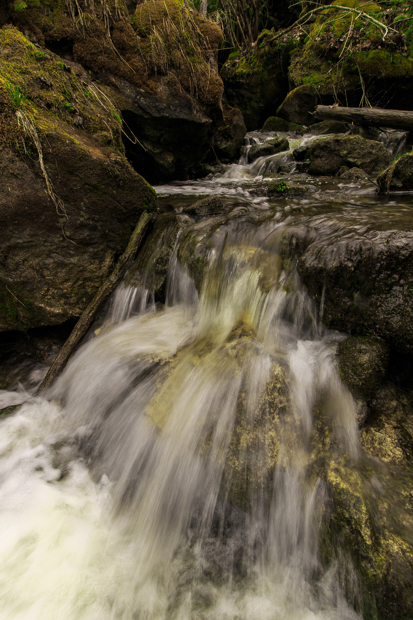 Canon EF-S 10-18mm F4.5–5.6 IS STM sample photo. Spring moss photography