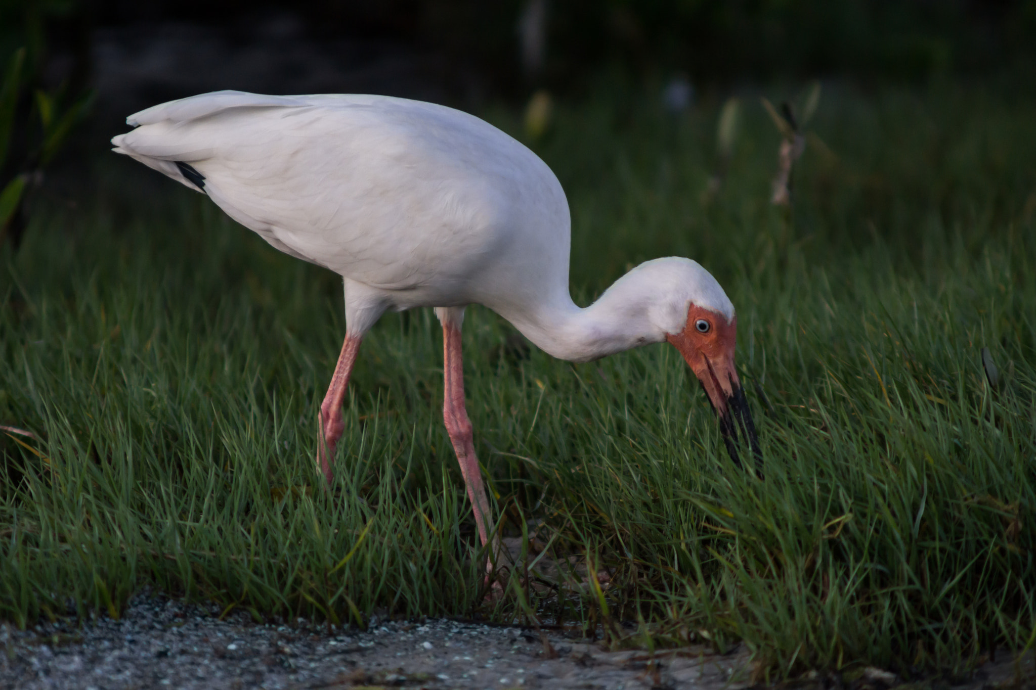 Minolta AF 70-210mm F4 Macro sample photo. Ibis photography