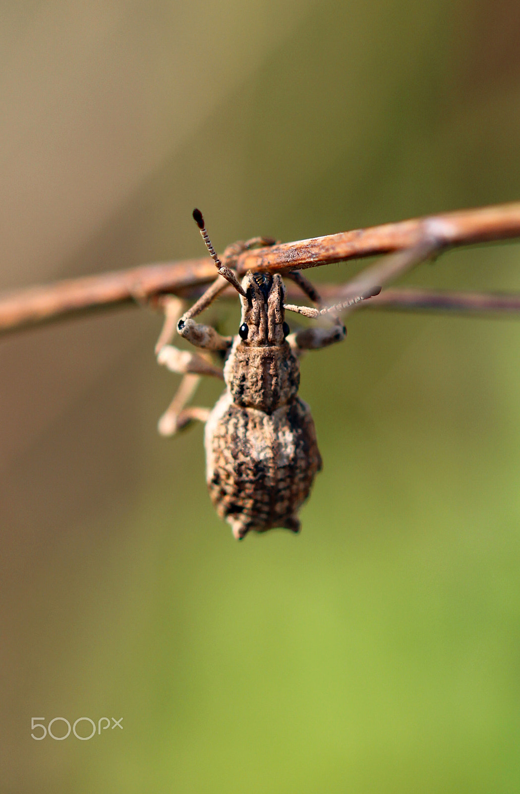 Sigma 105mm F2.8 EX DG OS HSM sample photo. Hanging on photography