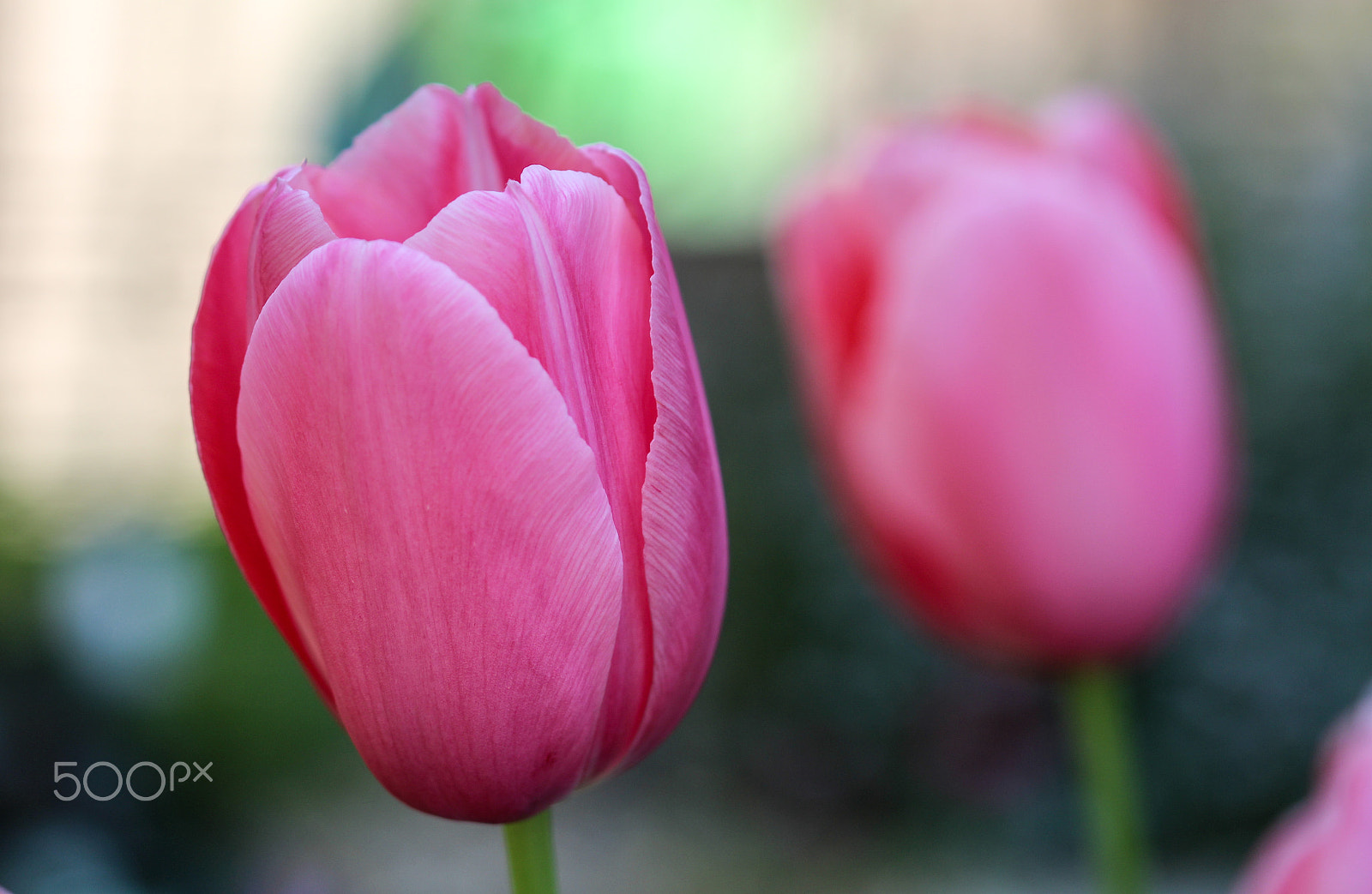 Sigma 105mm F2.8 EX DG OS HSM sample photo. Two tulips photography