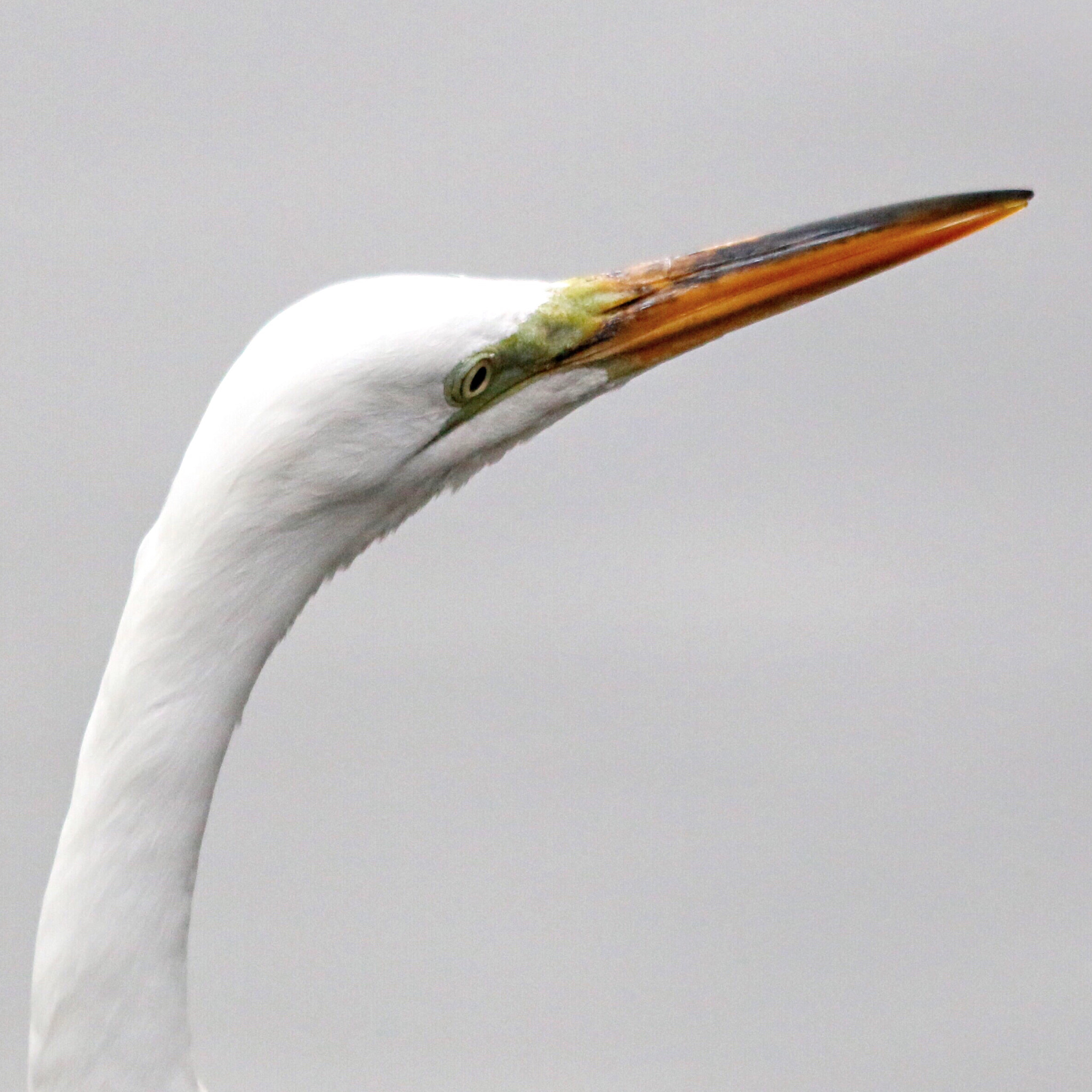 Canon EF 70-300mm F4-5.6 IS USM sample photo. The mighty white egret photography